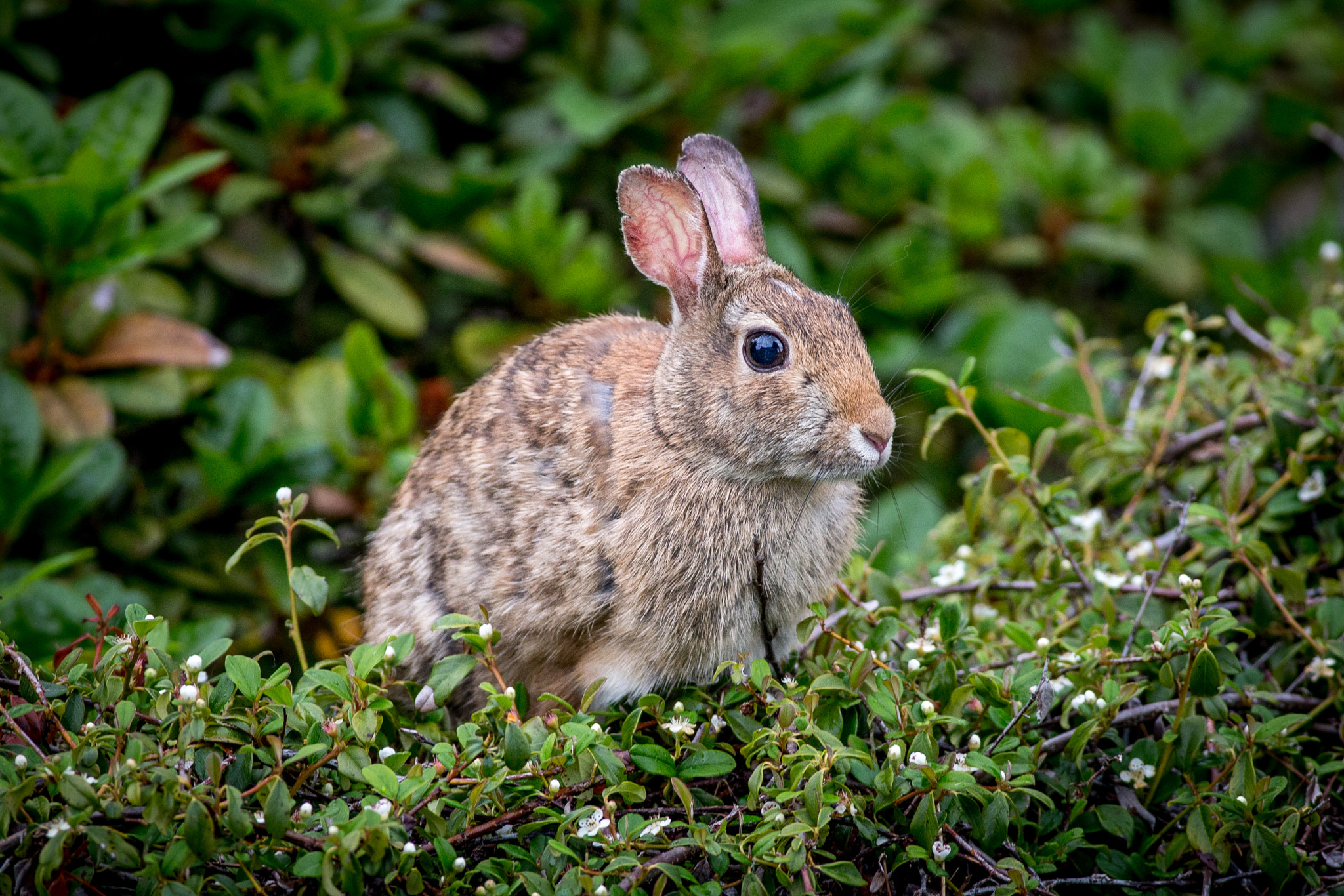 Canon EOS 6D + Canon EF 400mm F5.6L USM sample photo. Pop photography