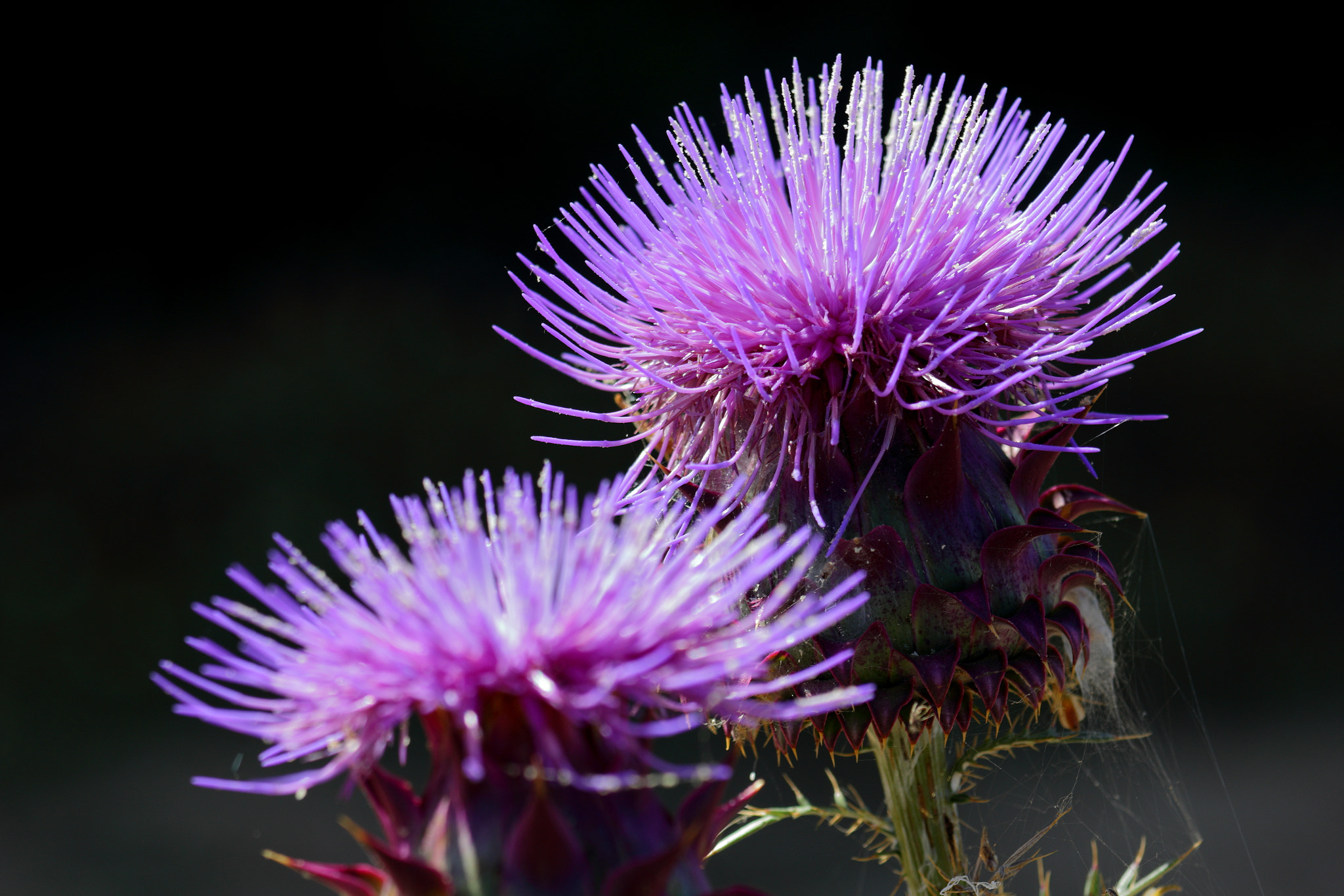 Canon EF 70-200mm F4L IS USM sample photo. El color de las espinas photography