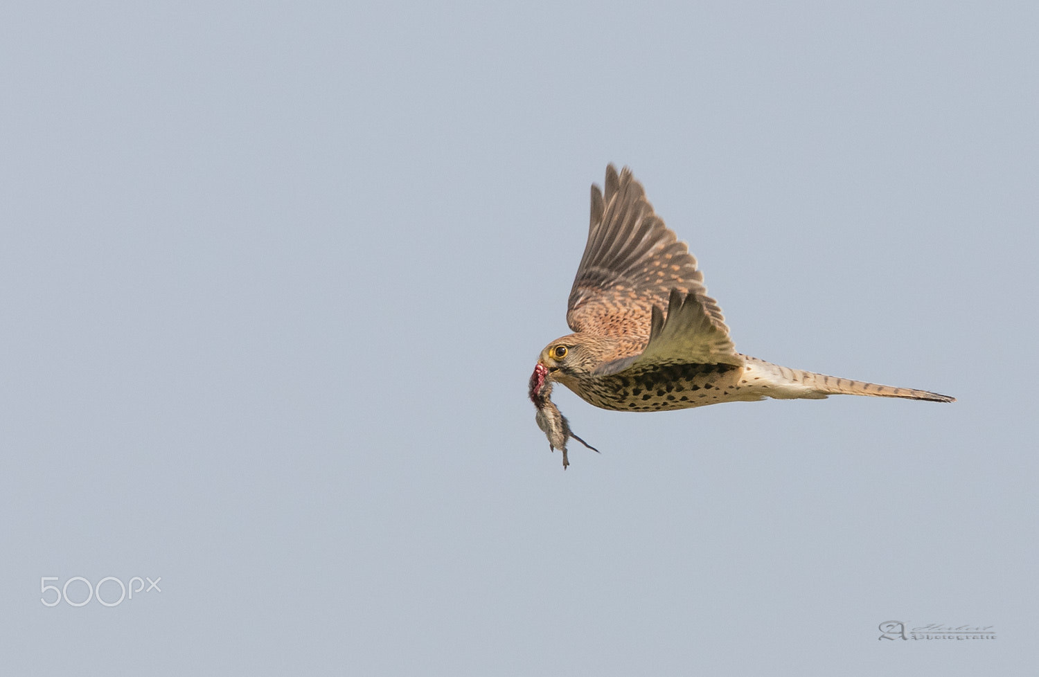 Canon EF 600mm F4L IS USM sample photo. Turmfalke photography