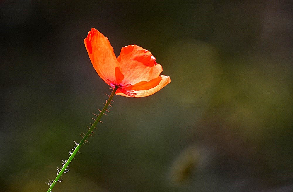 Sigma 70-300mm F4-5.6 APO Macro Super II sample photo. Le pavot photography