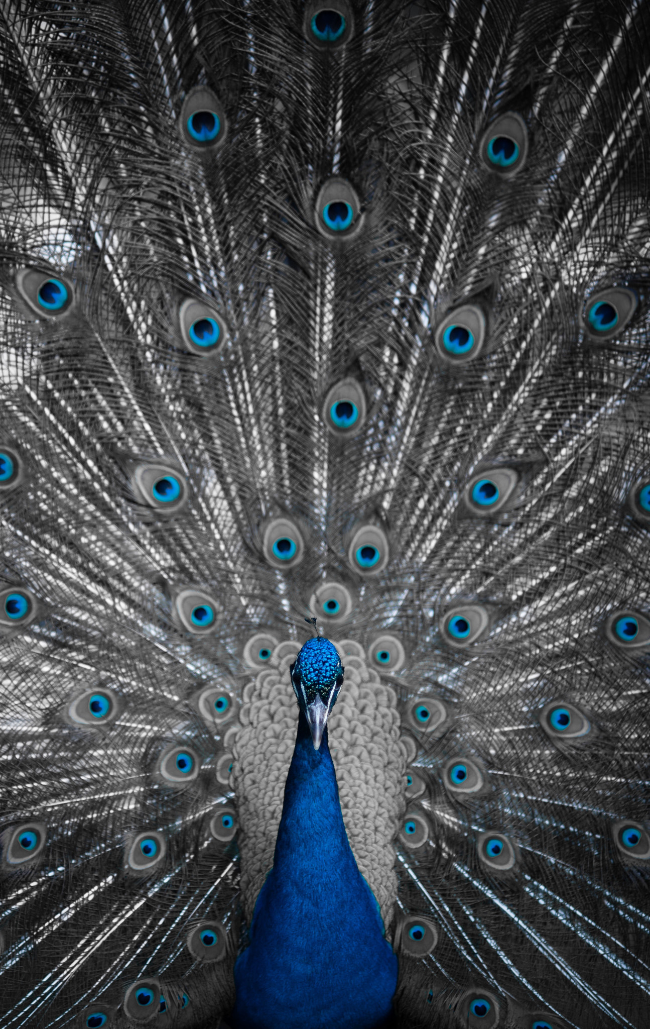 Nikon D300 + Nikon AF Nikkor 85mm F1.8D sample photo. Peafowl photography