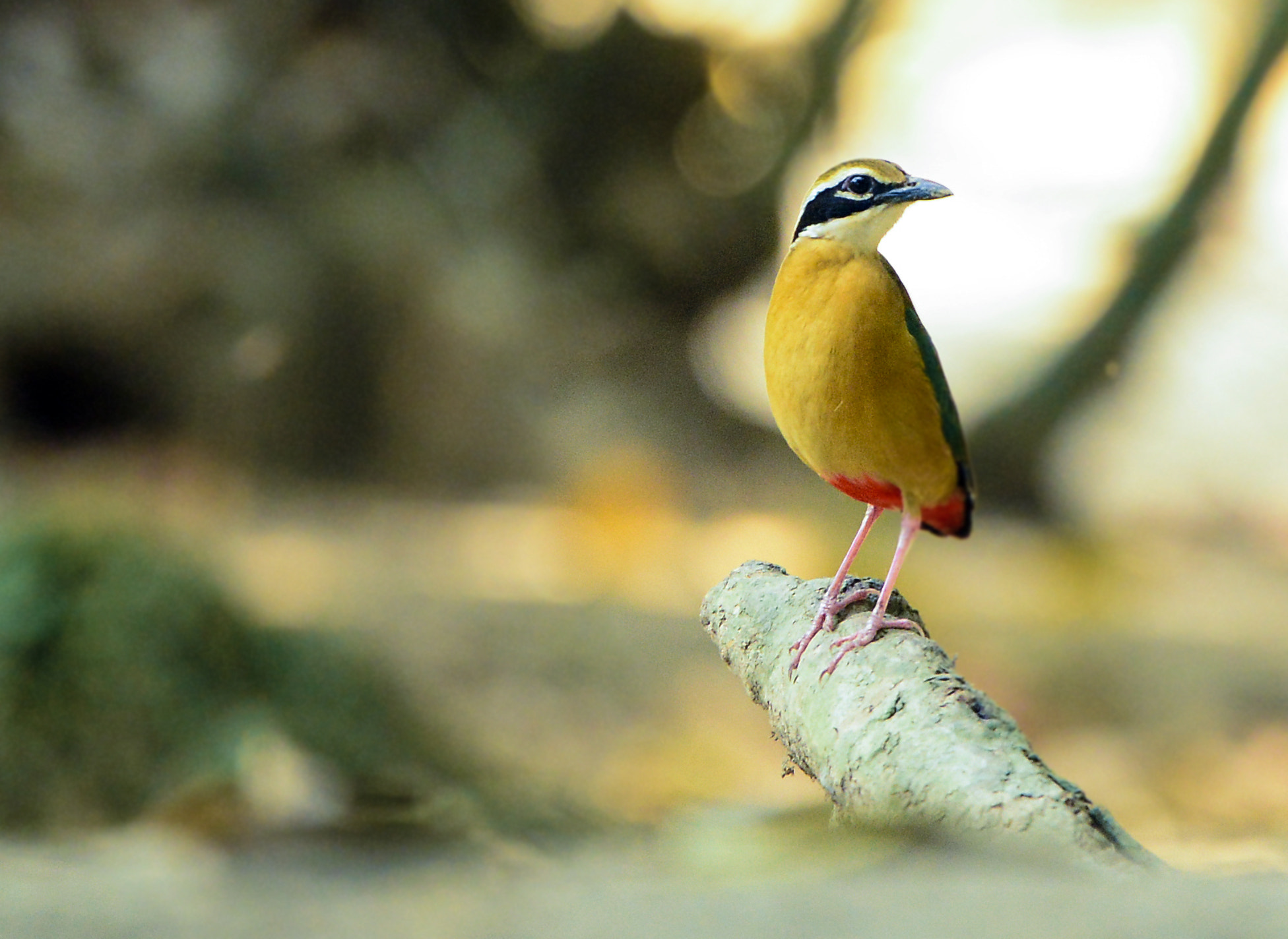 Nikon Nikkor AF-S 300mm F4E PF ED VR sample photo. Indian pitta photography
