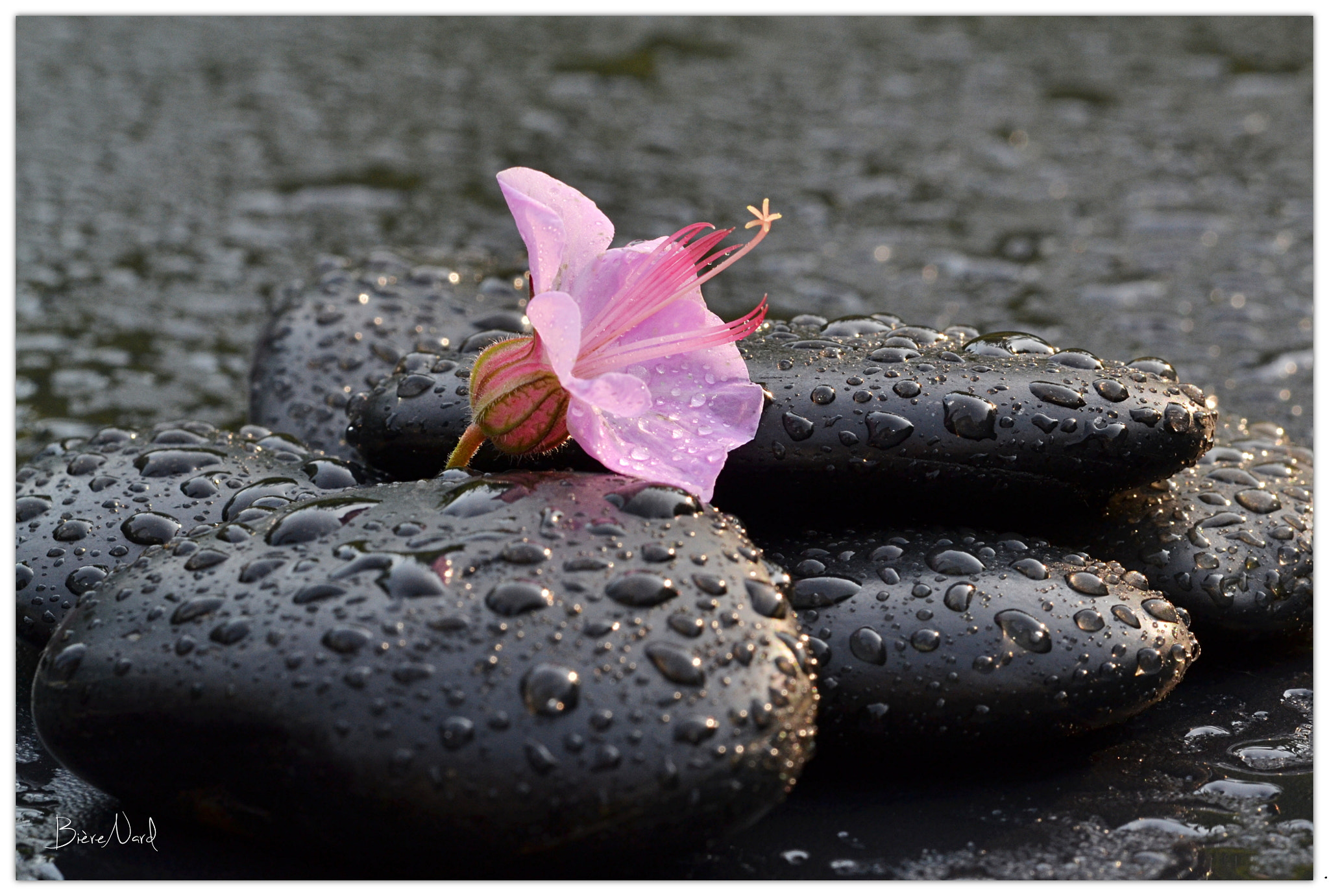 Nikon D3100 sample photo. Afer the rain photography