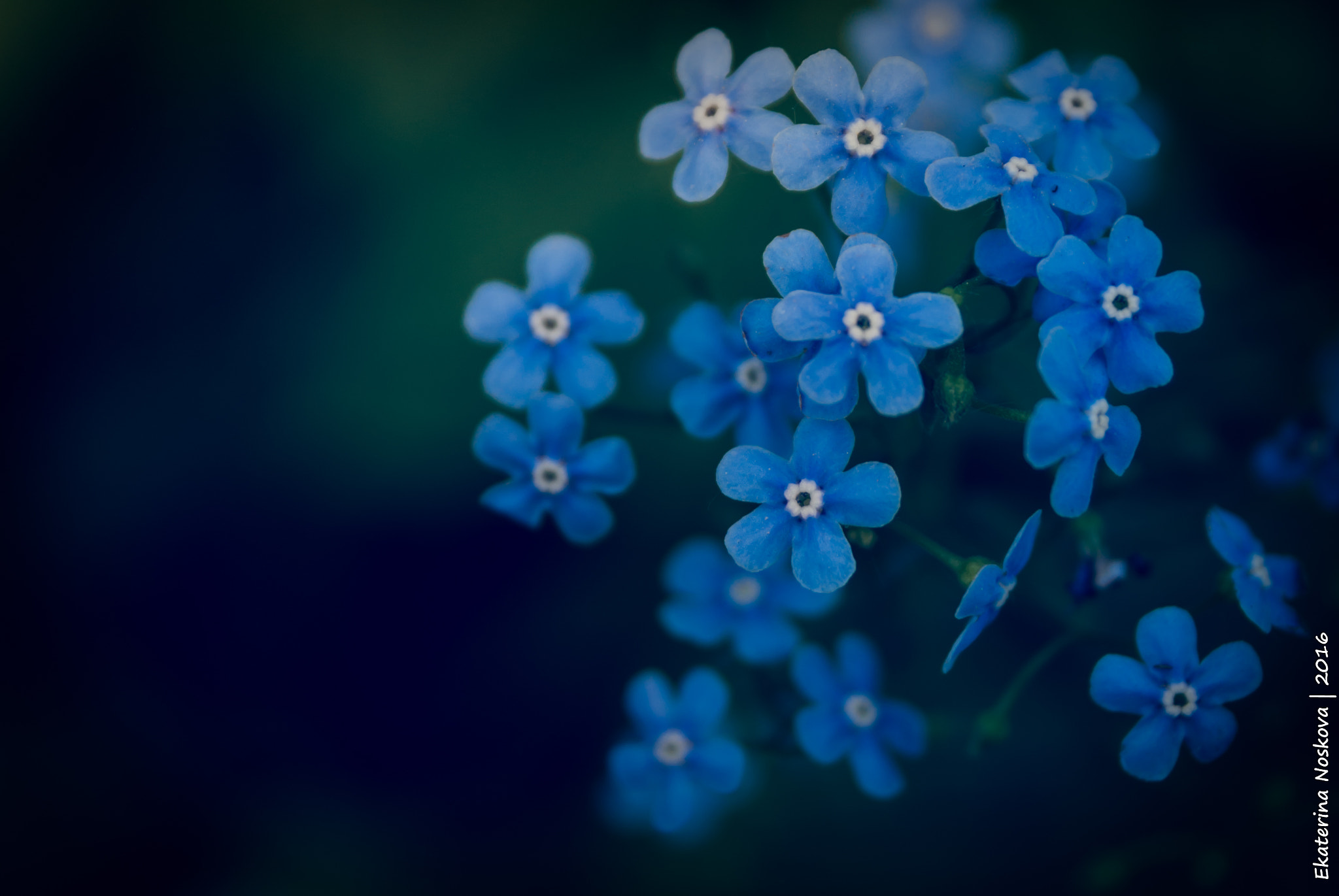 Pentax K200D sample photo. Forget-me-not photography