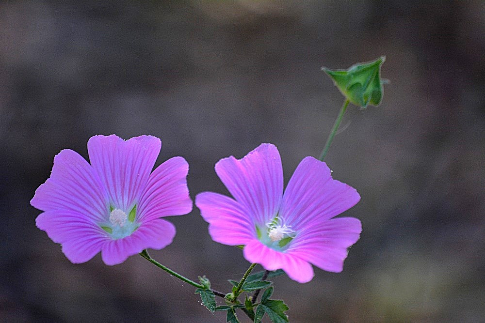 Sigma 70-300mm F4-5.6 APO Macro Super II sample photo. Les fleurs de champs - 48 photography