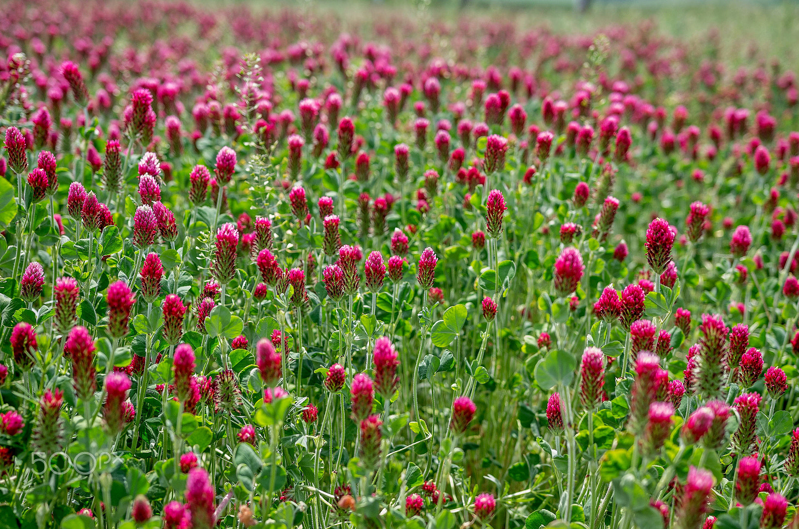 Pentax K-5 sample photo. Trifolium rubens photography