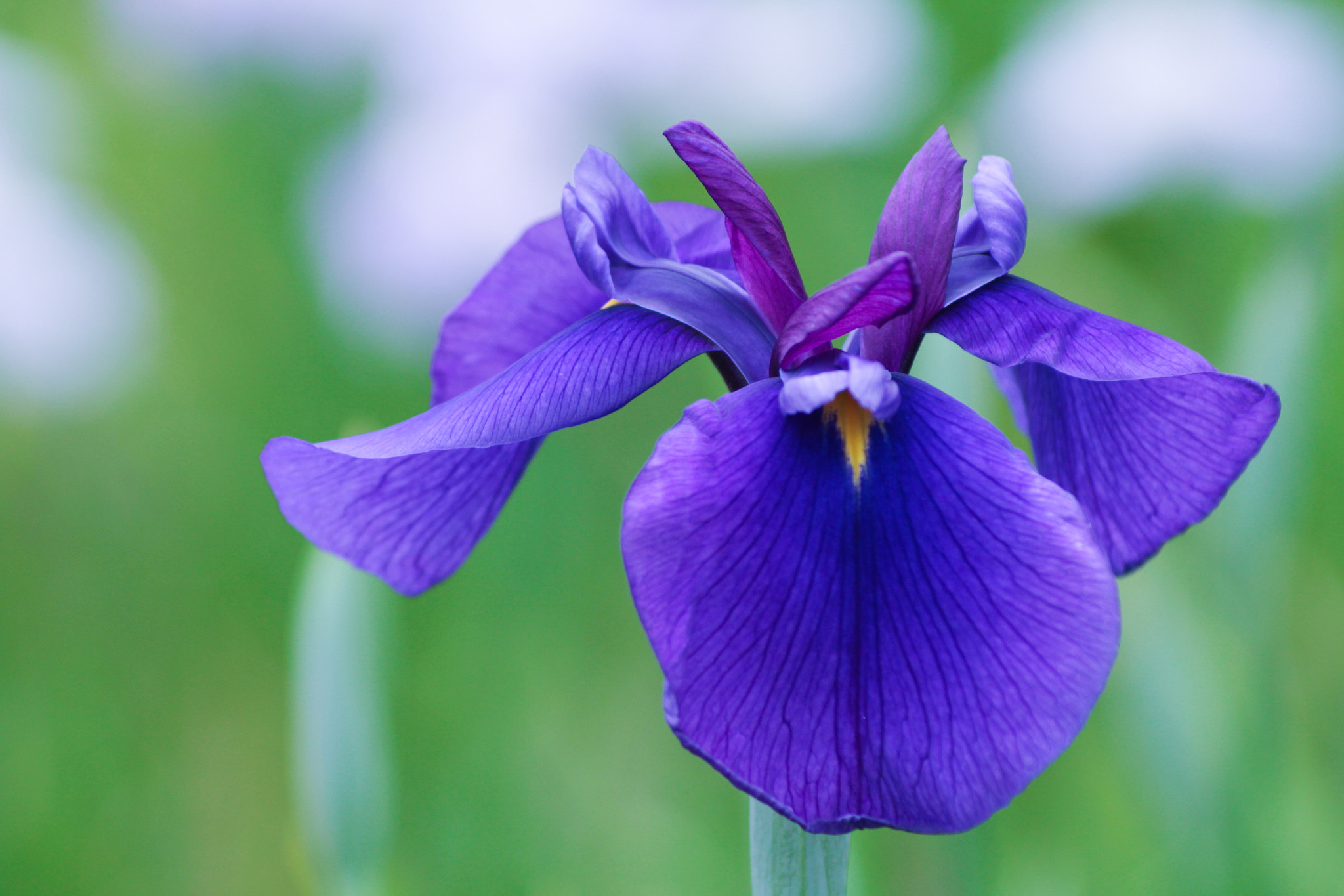 Canon EOS 100D (EOS Rebel SL1 / EOS Kiss X7) sample photo. Iris photography