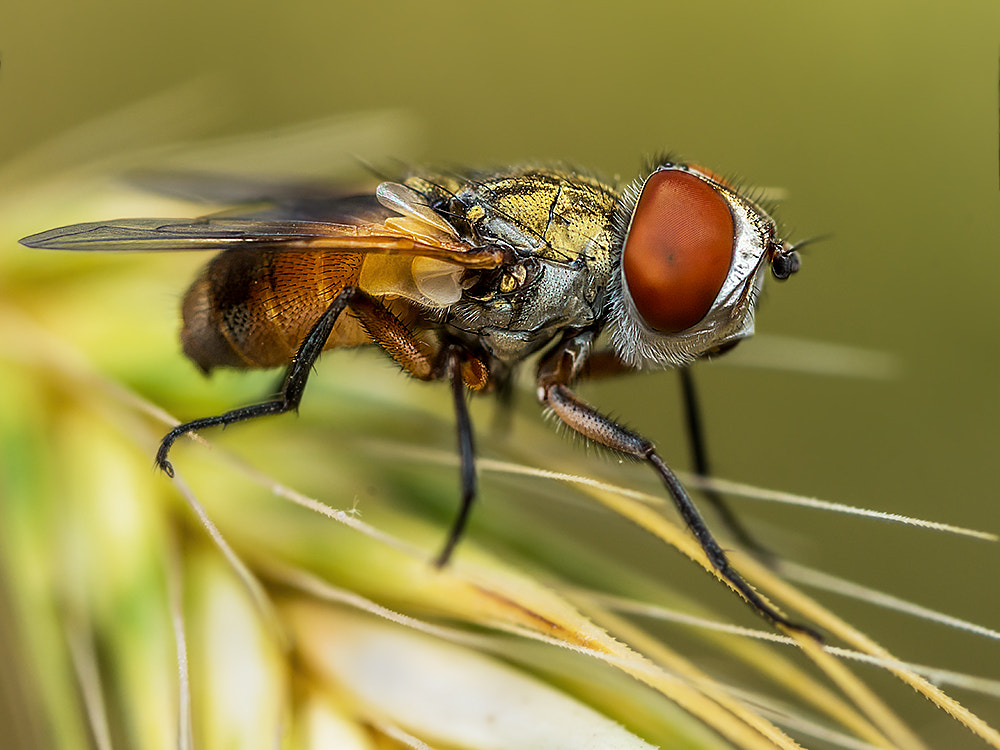 Nikon D7200 + Nikon AF Micro-Nikkor 60mm F2.8D sample photo. Red eye fly photography