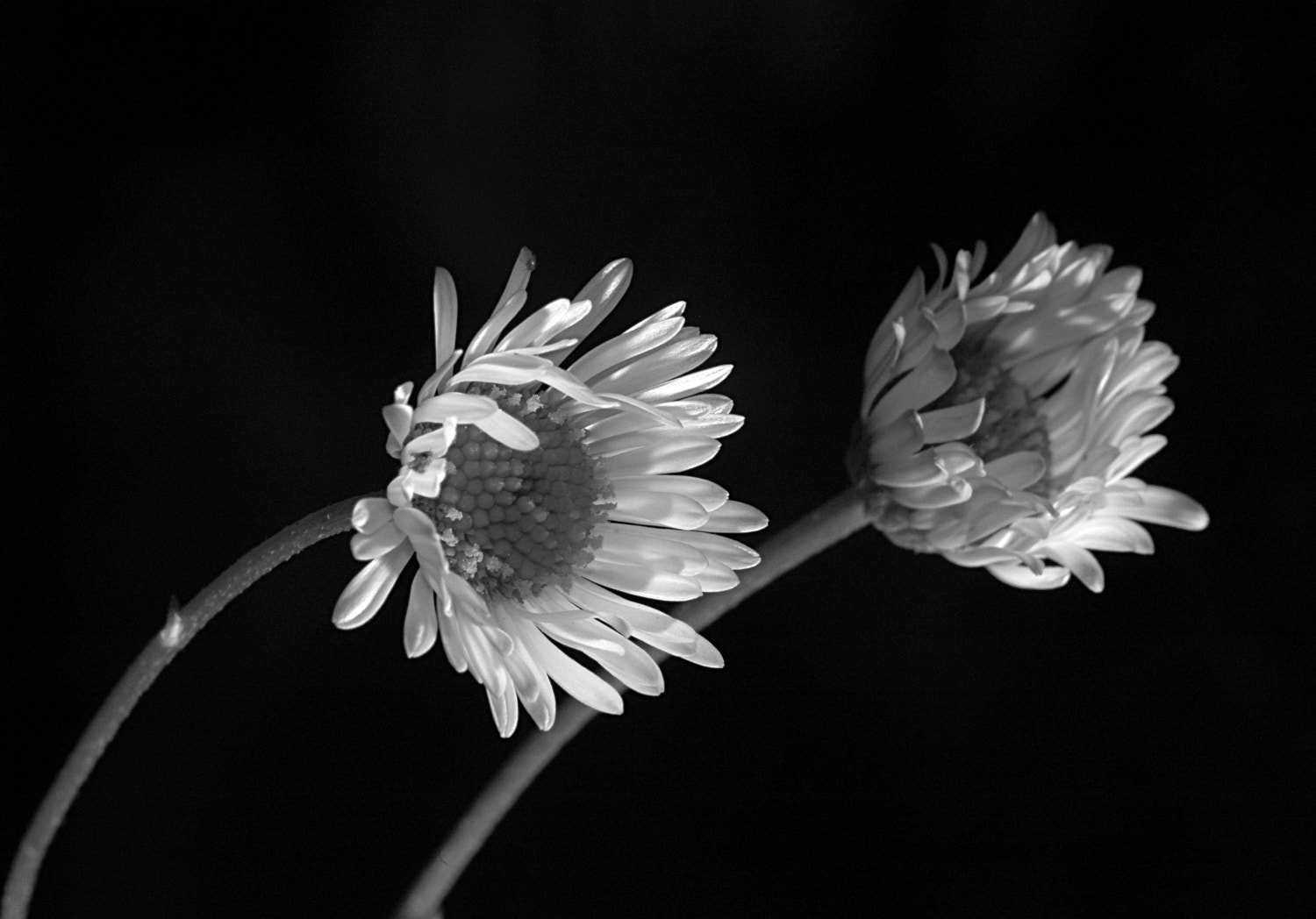 Sigma Macro 90mm F2.8 sample photo. A photography