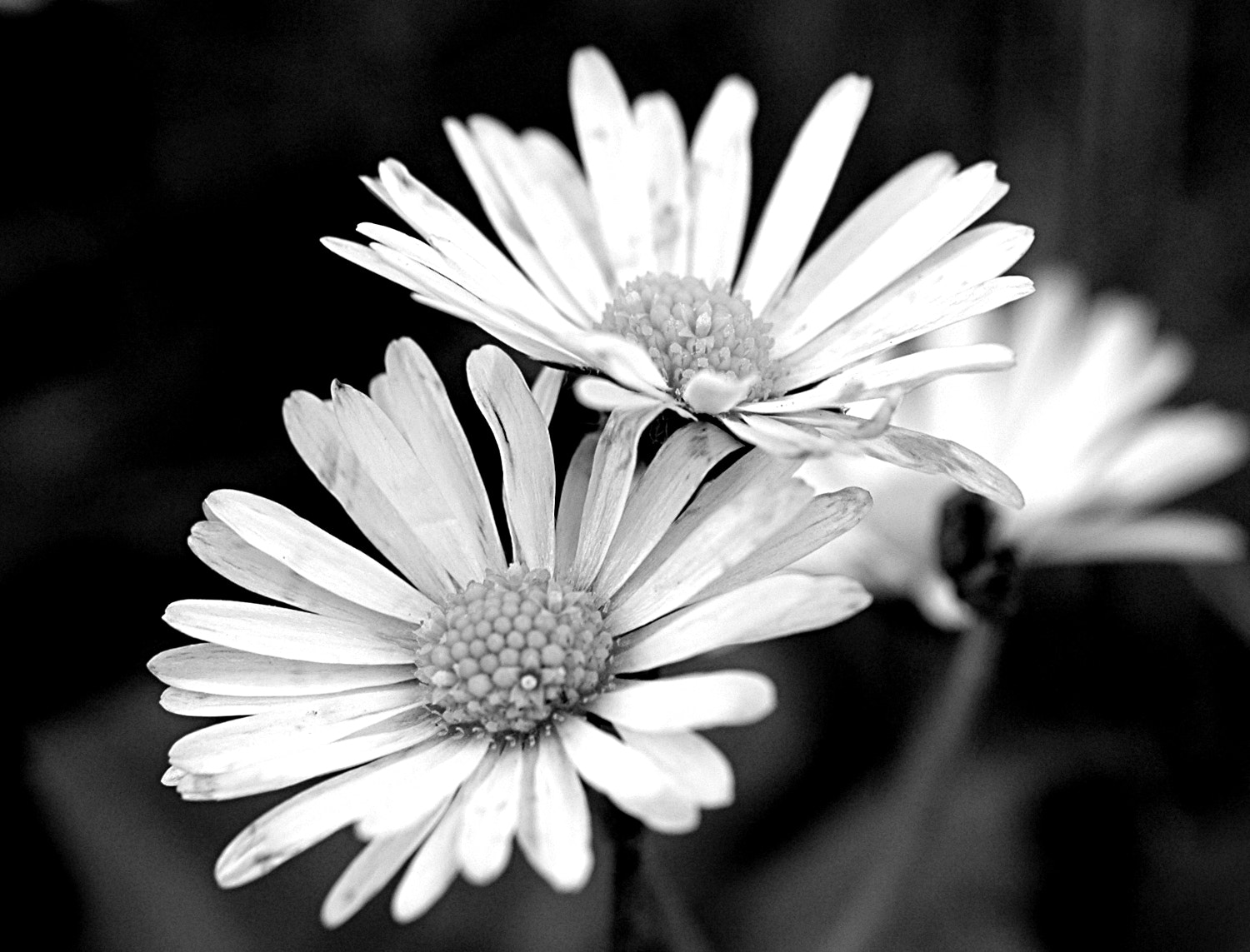 Nikon D70s + Sigma Macro 90mm F2.8 sample photo. A photography