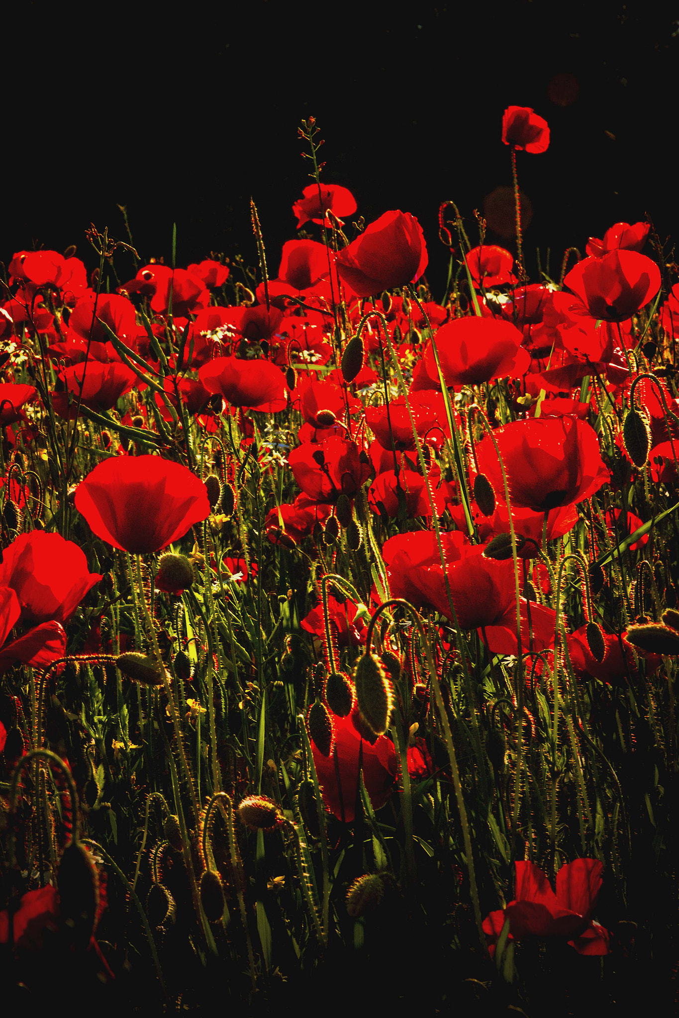 Sigma 17-70mm F2.8-4 DC Macro OS HSM sample photo. Poppies photography