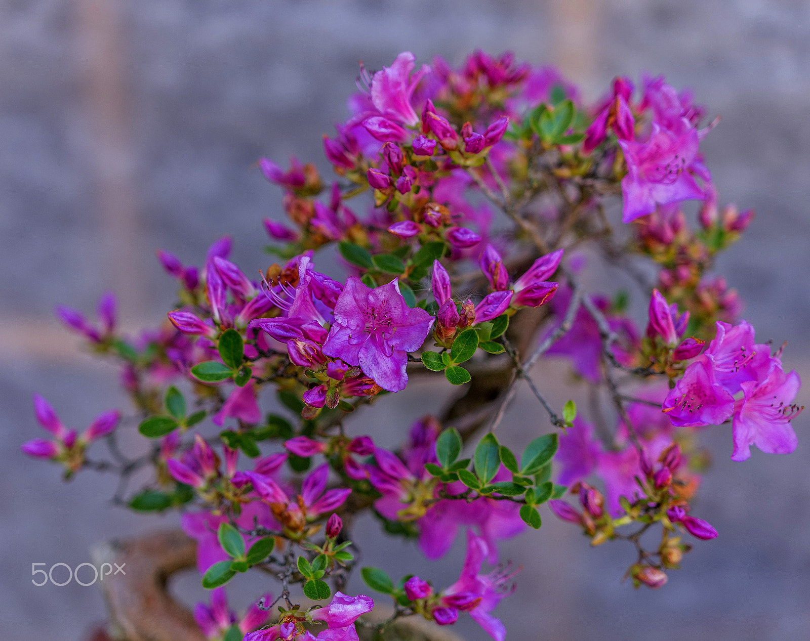 Pentax K-5 + Sigma 18-35mm F1.8 DC HSM Art sample photo. Bonsai photography