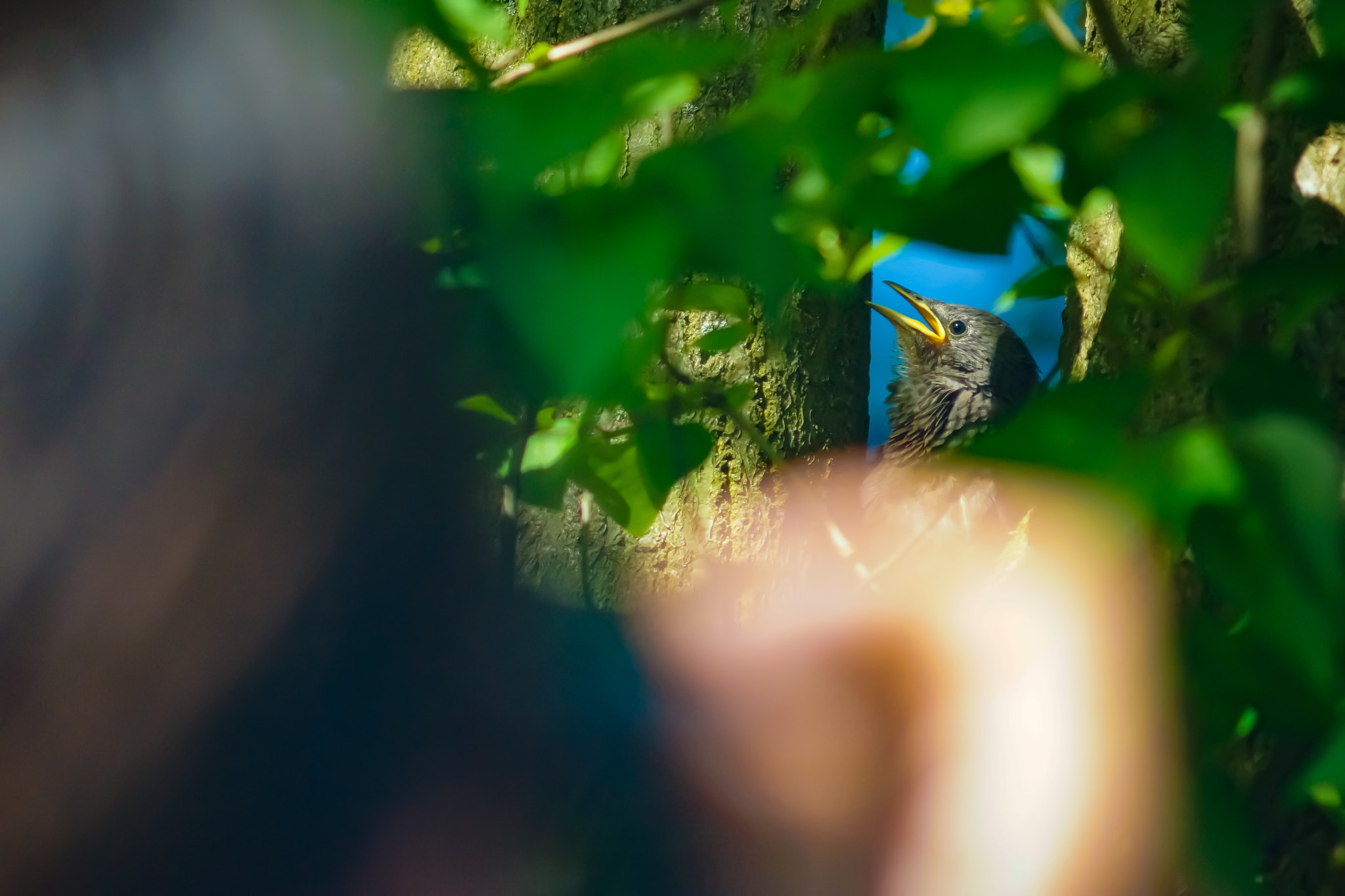 Sony SLT-A77 + Minolta AF 70-210mm F4 Macro sample photo. Little bird photography