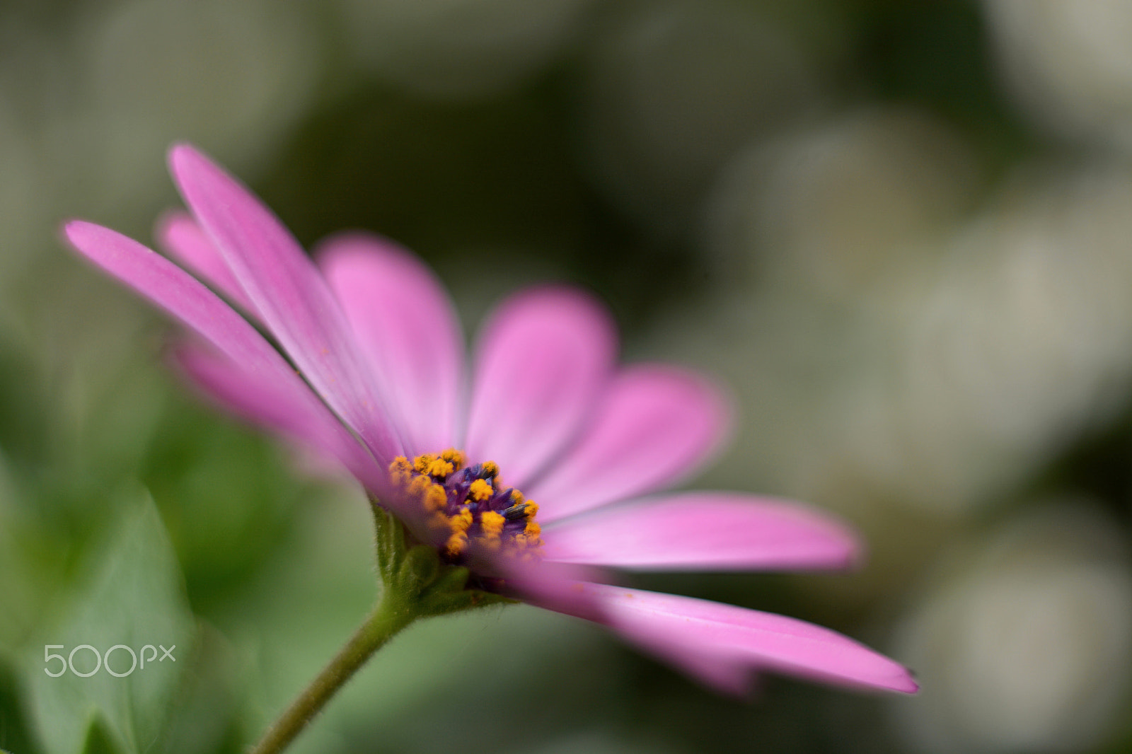 Manual Lens No CPU sample photo. Single .... photography