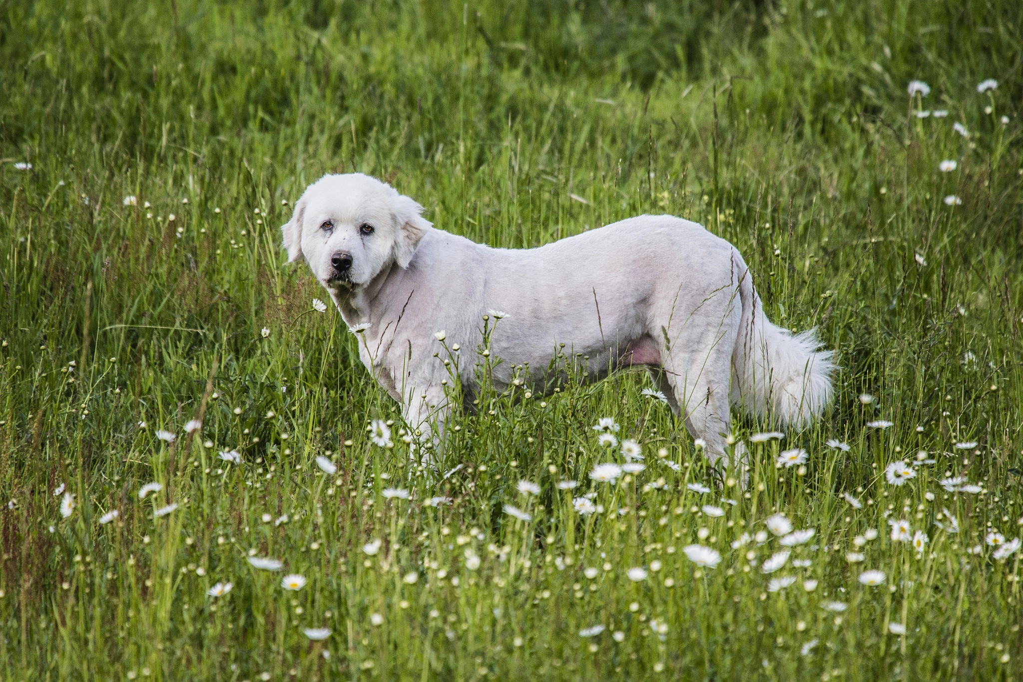Canon EOS-1D X sample photo. Big poodle photography