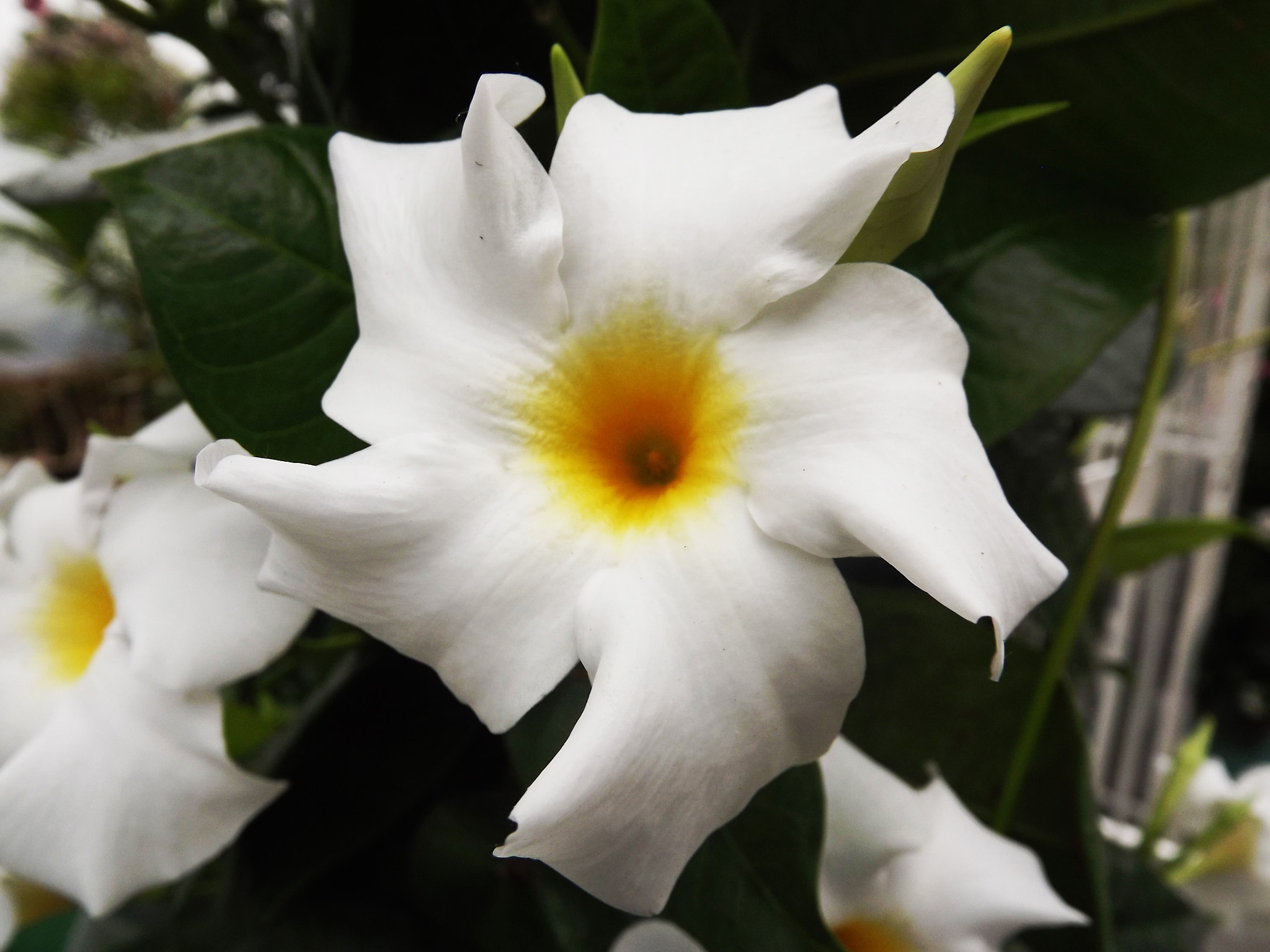 FujiFilm FinePix S3200 (FinePix S3250) sample photo. Swirling photography