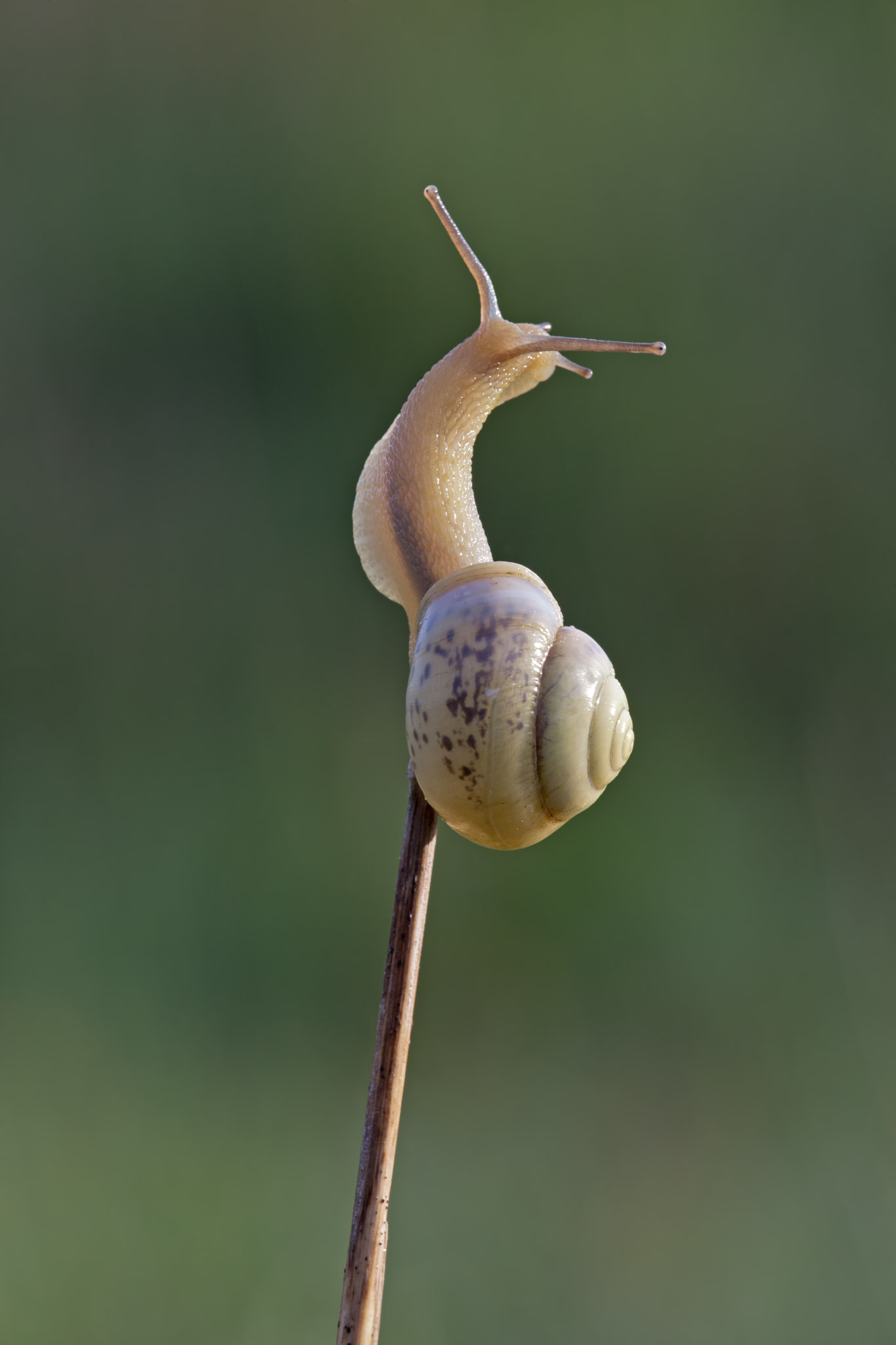 Canon EF 180mm F3.5L Macro USM sample photo. Paradox photography