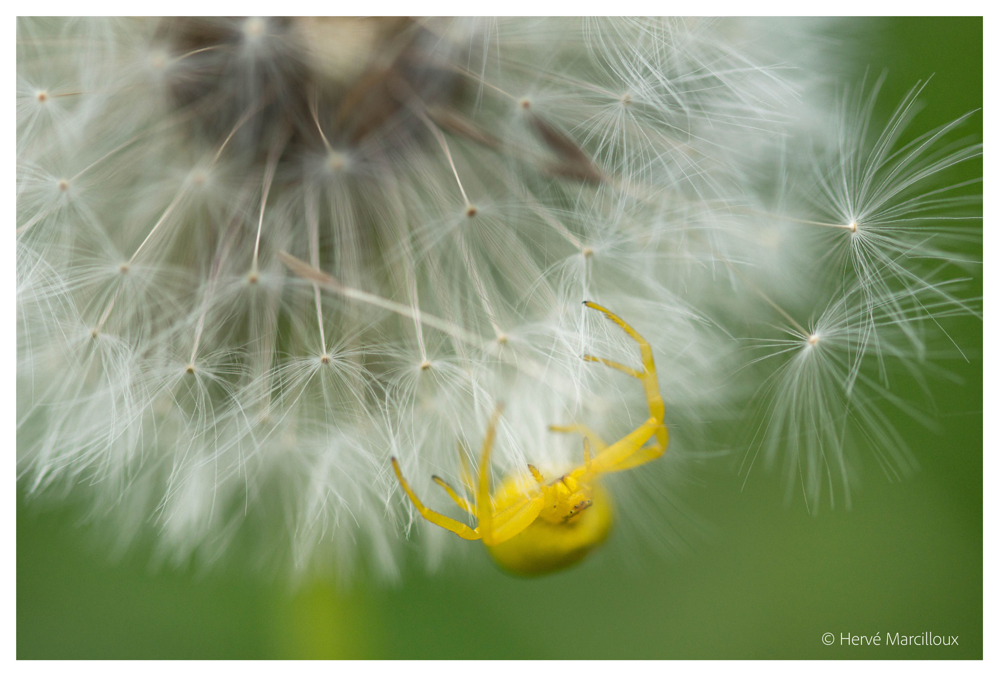 Sony SLT-A77 + 105mm F2.8 sample photo. Yellow & white photography