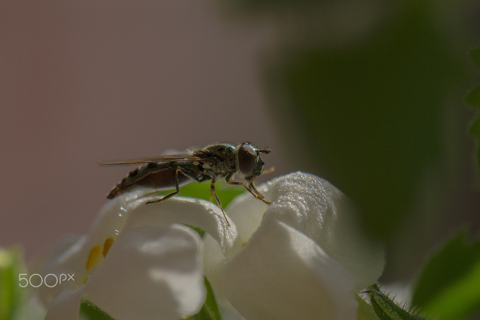 Nikon AF-S DX Micro-Nikkor 85mm F3.5G ED VR sample photo. Shiny photography