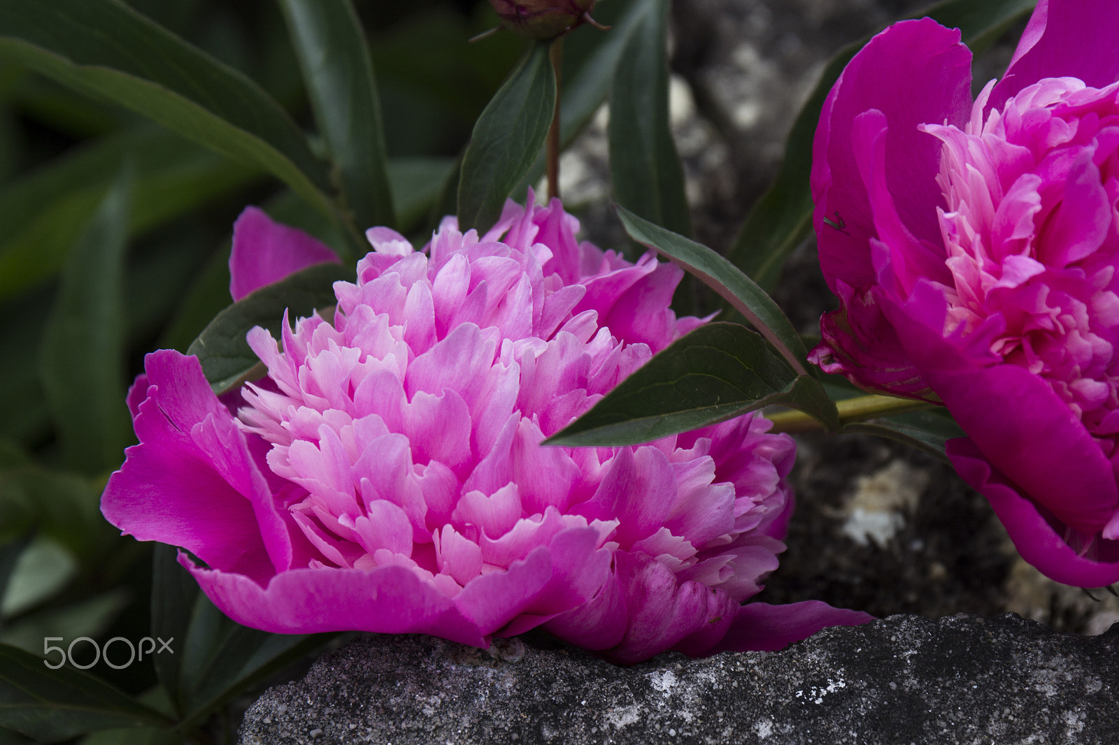Canon EF 24-70mm F4L IS USM sample photo. Pink obsession photography