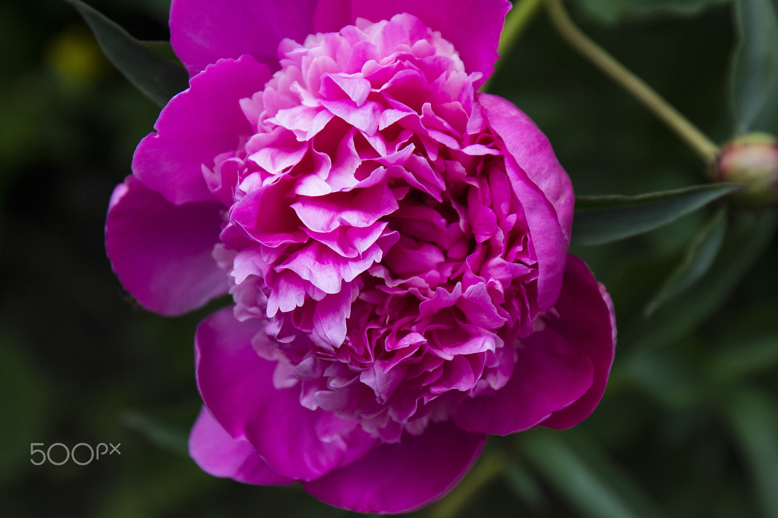 Canon EF 24-70mm F4L IS USM sample photo. Pink obsession photography