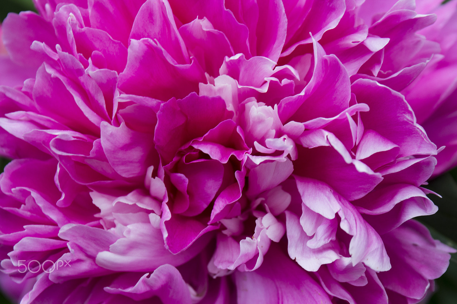 Canon EF 24-70mm F4L IS USM sample photo. Pink obsession photography