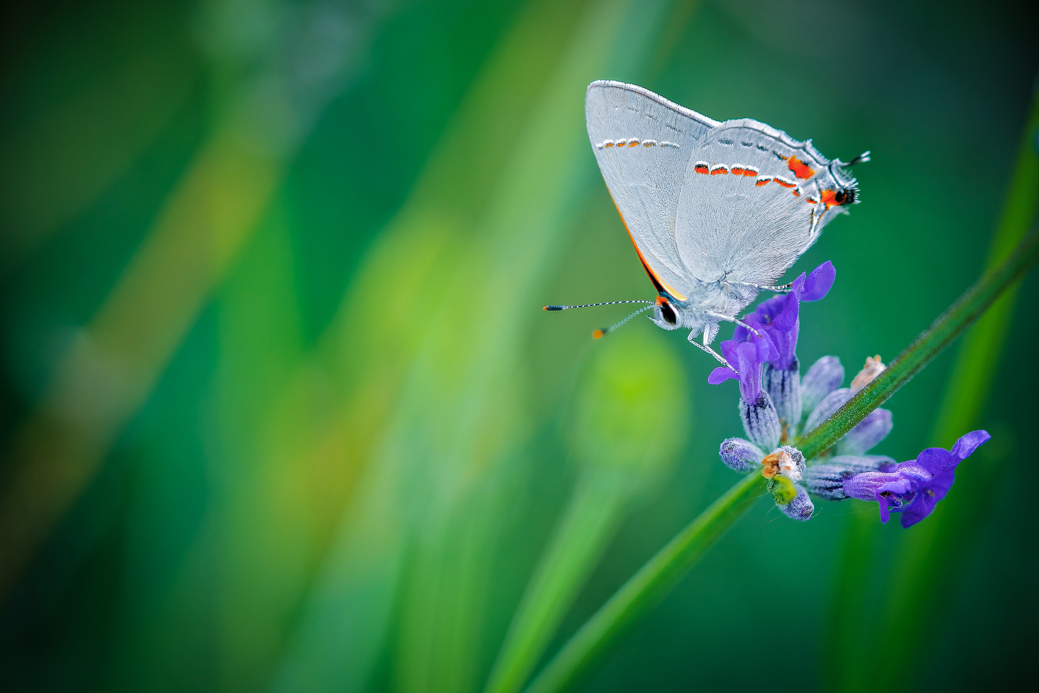 Sony a7R II + Sony FE 90mm F2.8 Macro G OSS sample photo. Gray and buttery photography