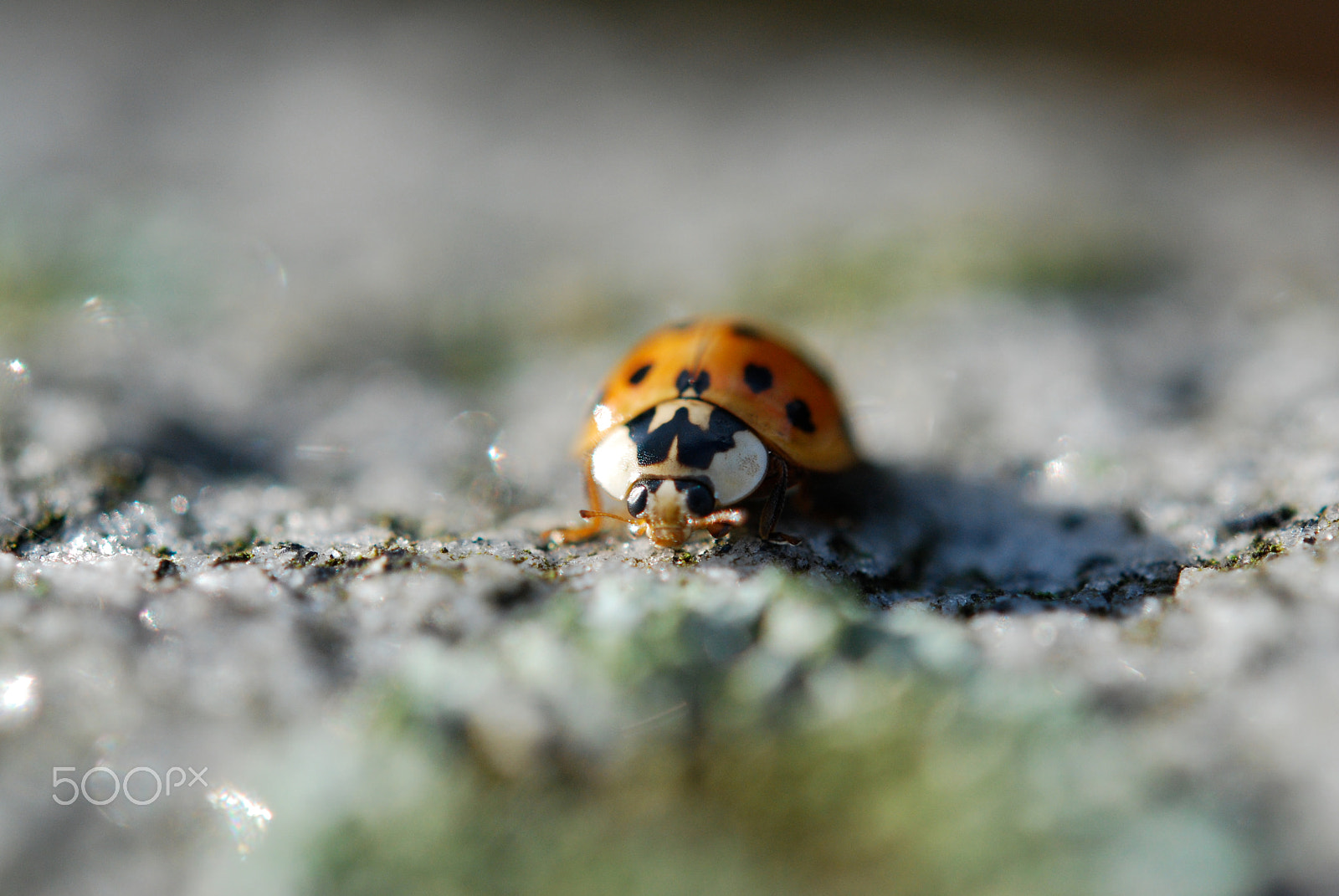 Nikon AF-S Micro-Nikkor 60mm F2.8G ED sample photo. Lady bug photography