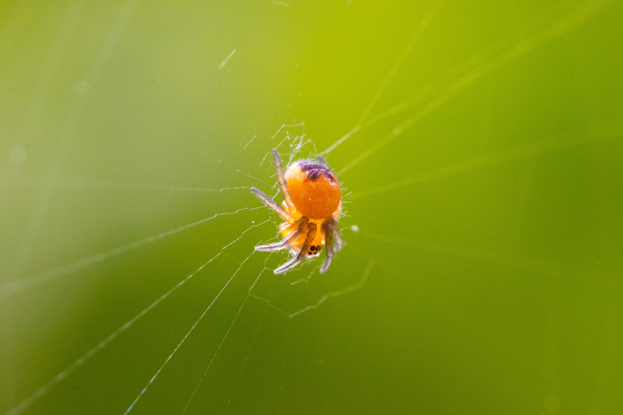 Canon MP-E 65mm F2.5 1-5x Macro Photo sample photo. Garden spiderling photography