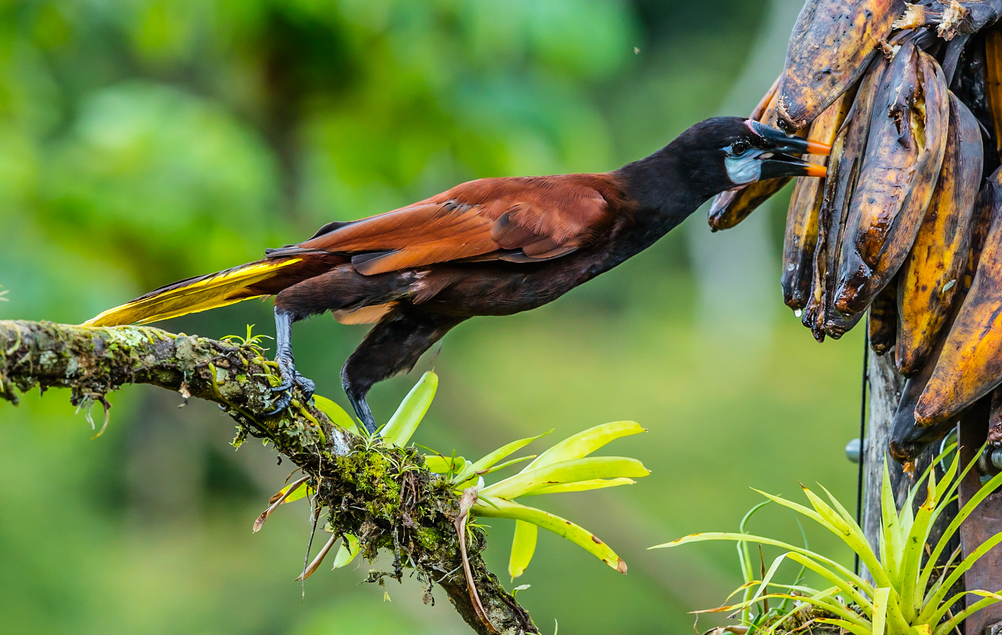 Canon EOS 5DS R + Canon EF 300mm F2.8L IS II USM sample photo. Montezuma oropendola photography