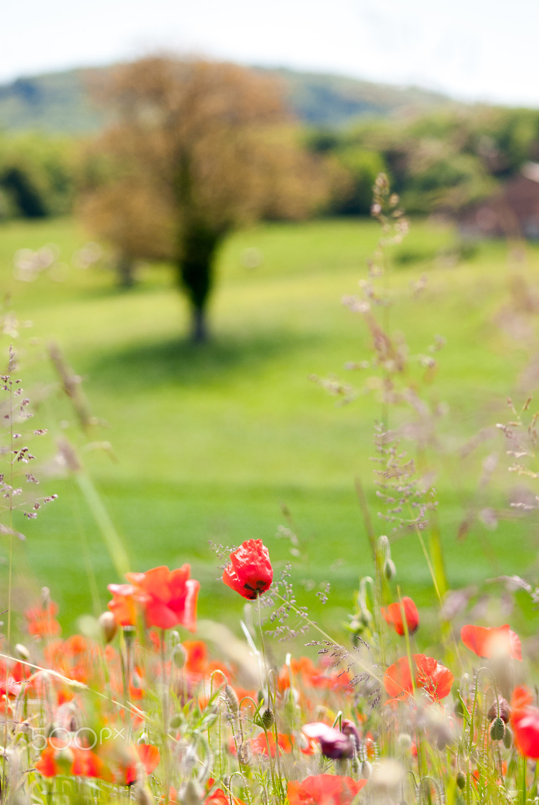 Nikon D80 + AF Nikkor 70-210mm f/4-5.6 sample photo. Couchée dans l'herbe photography