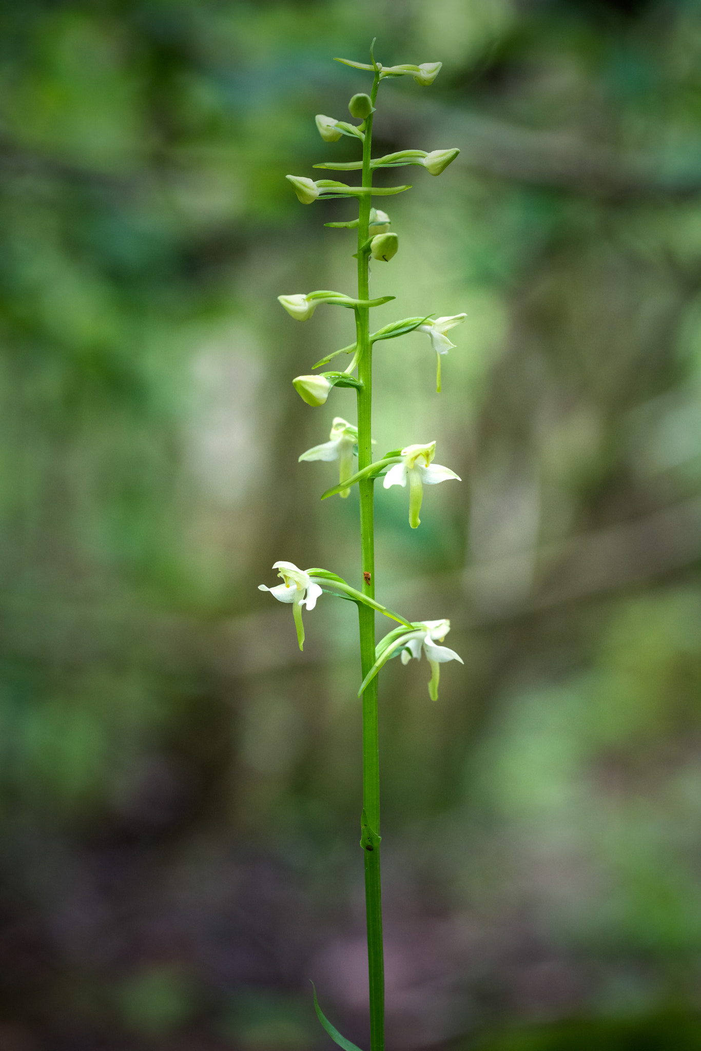 Sony a7R II + Canon EF 100mm F2.8L Macro IS USM sample photo. Greater butterfly orchid in flower photography