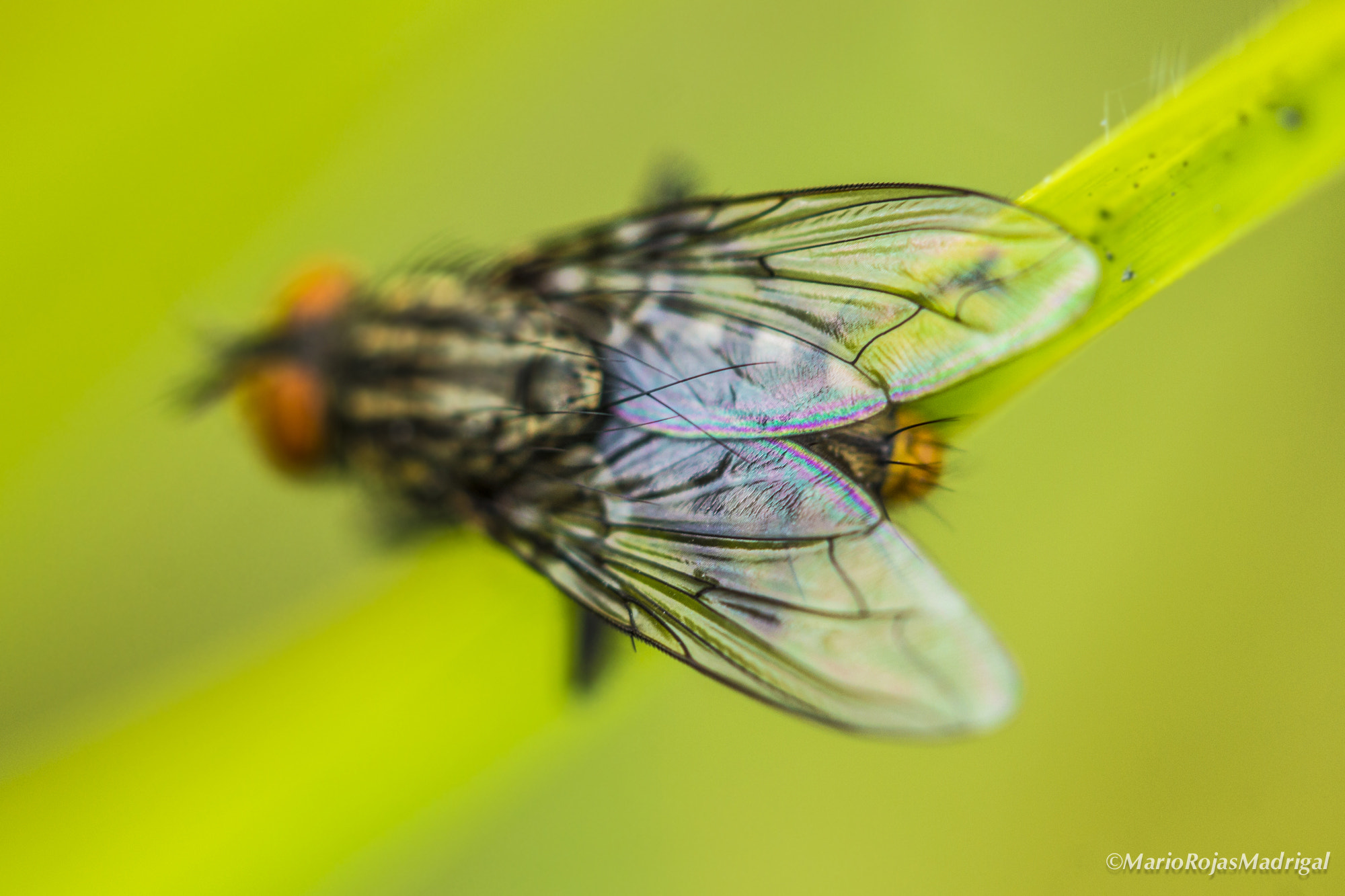 Canon EF-S 60mm F2.8 Macro USM sample photo. Wings fly photography