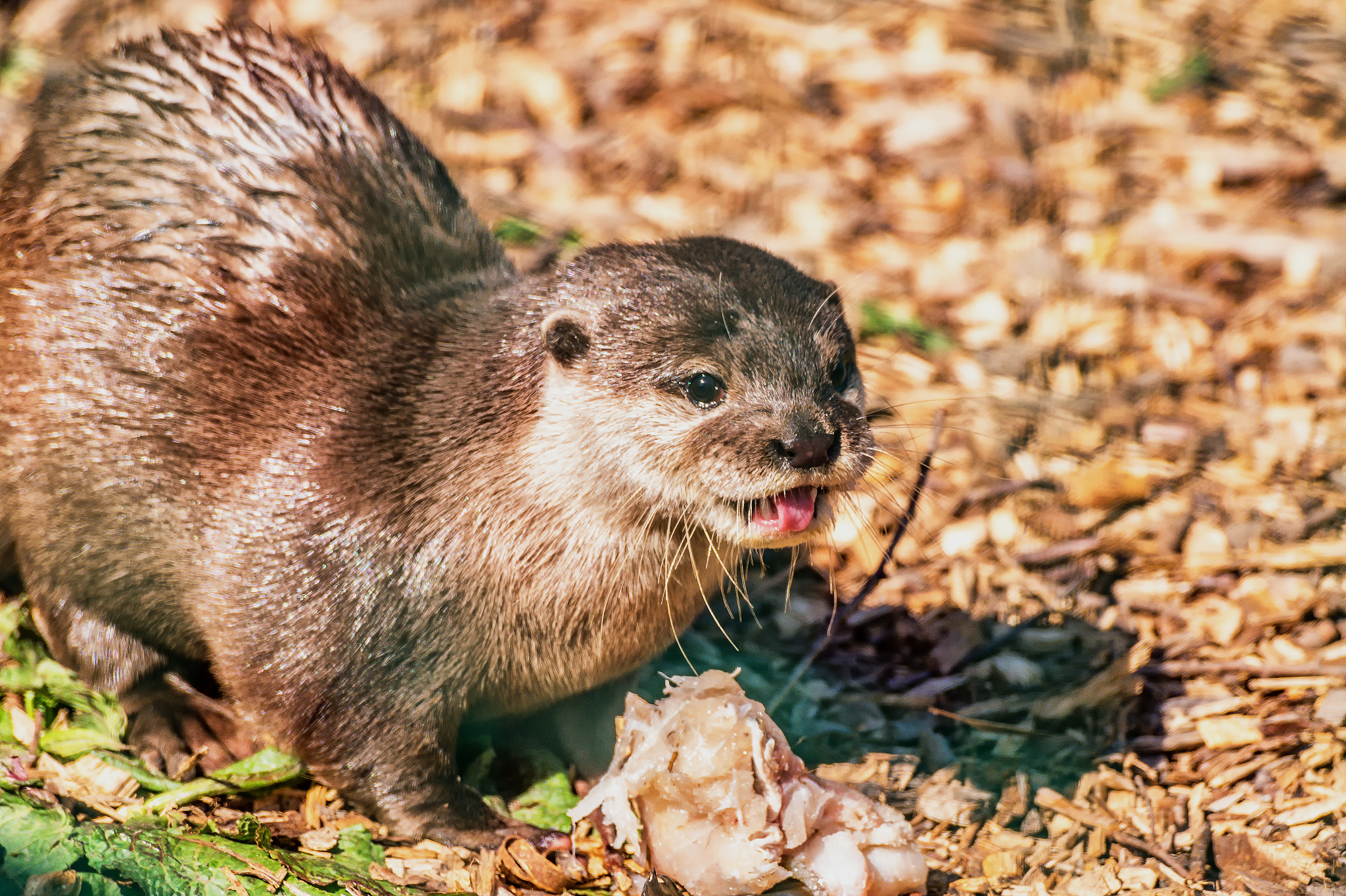 Pentax K-S1 + Sigma sample photo. Asian small clawed otter  photography