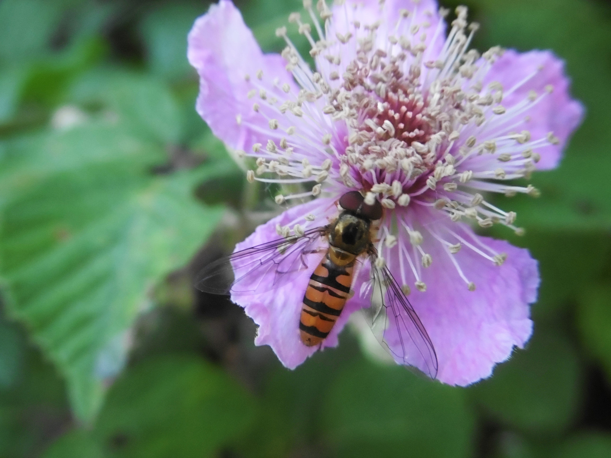 Panasonic DMC-SZ8 sample photo. Amazing bee photography