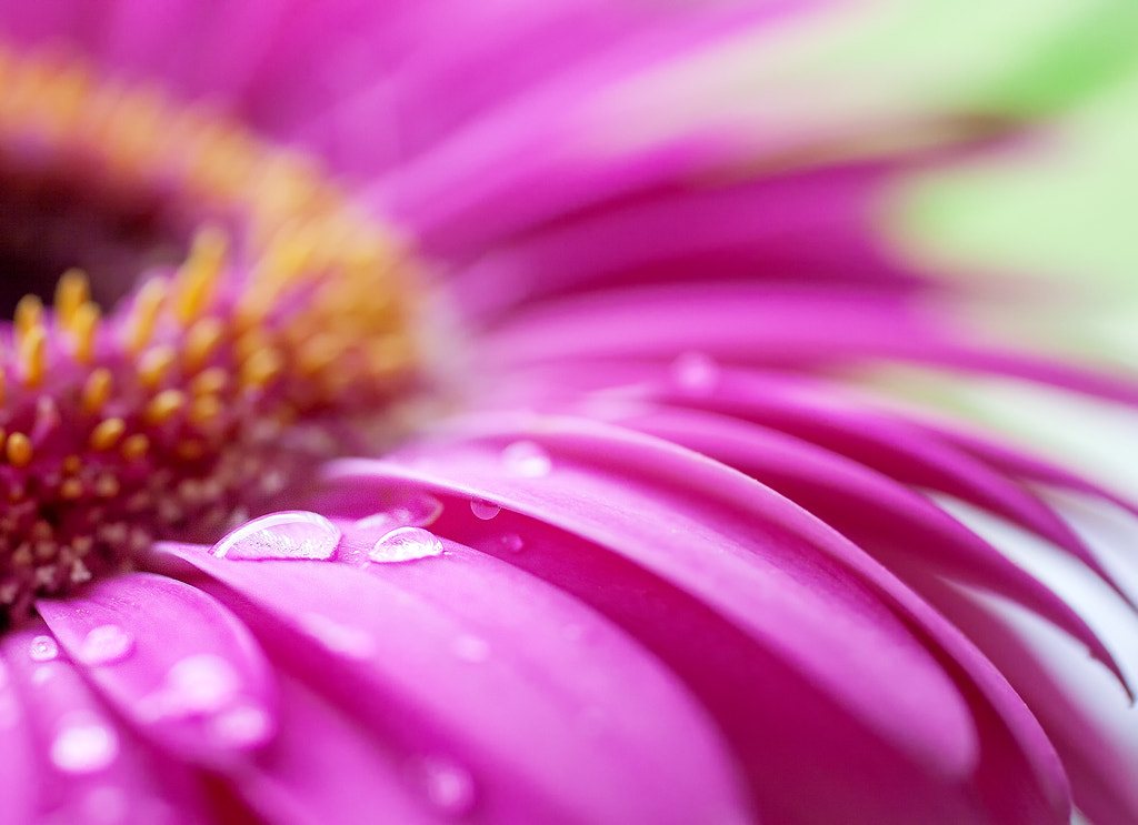 Canon EOS 50D + Canon EF 50mm F2.5 Macro sample photo. Purple rain #2 photography