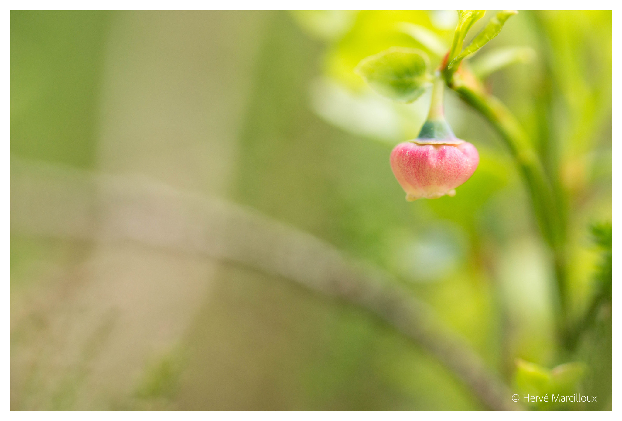 Sony SLT-A77 + 105mm F2.8 sample photo. Red in a green world photography