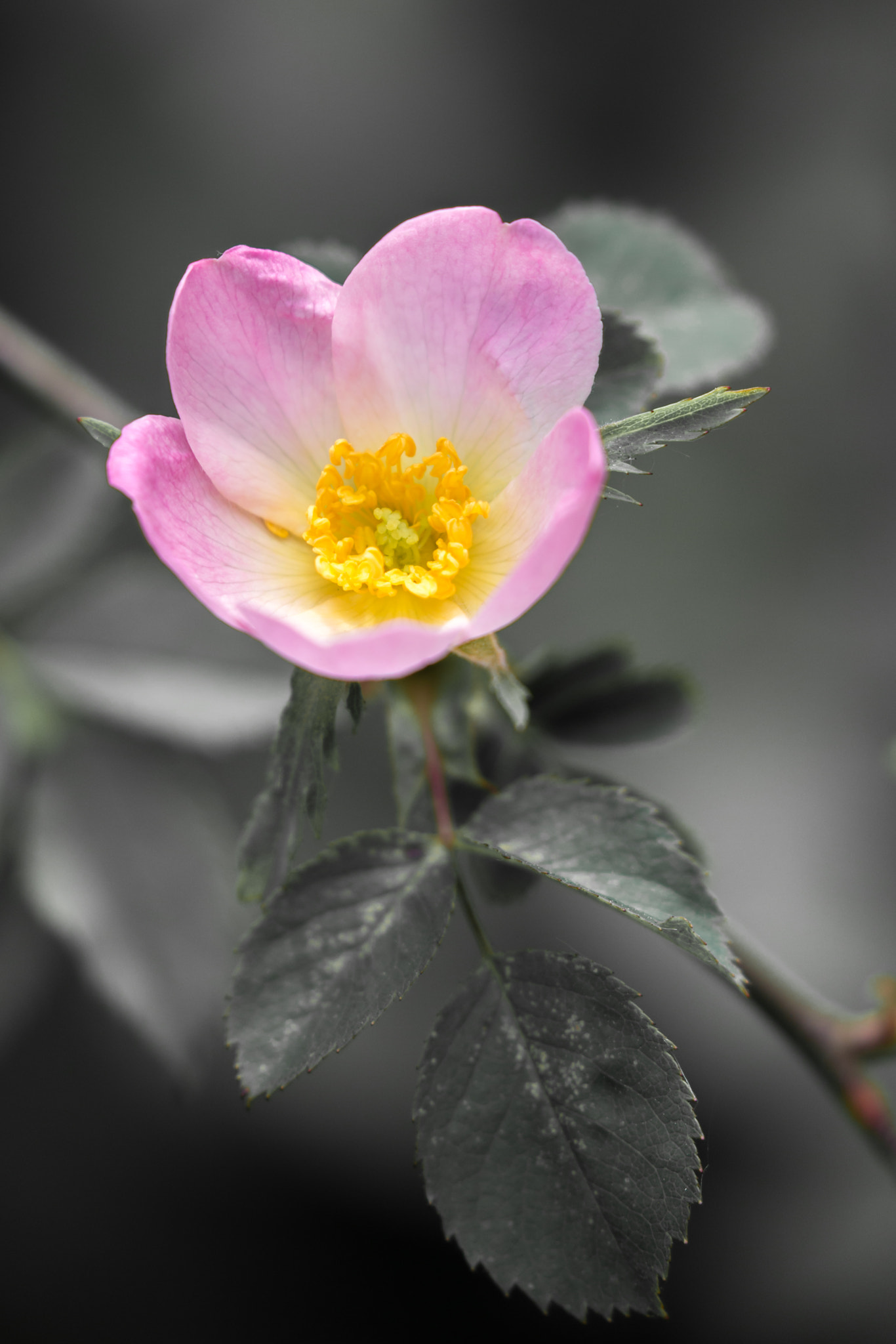 Canon EF 100-400mm F4.5-5.6L IS II USM sample photo. Vibrant photography