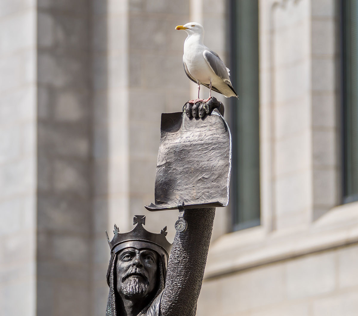 Sigma 120-300mm F2.8 EX DG HSM sample photo. Proud scottish gull photography