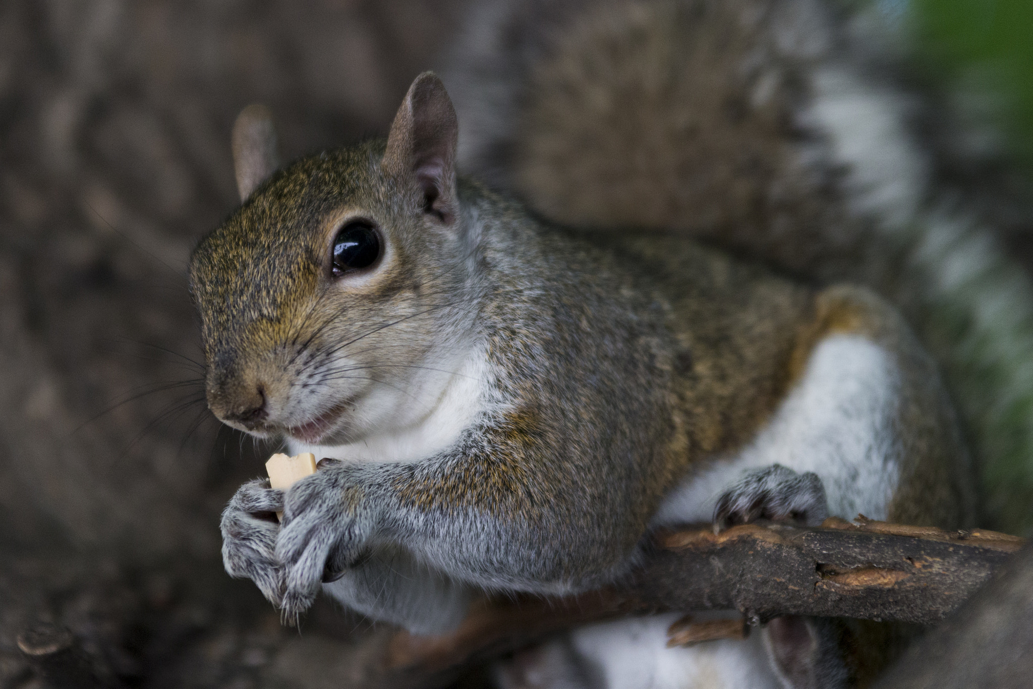 Sigma 70-200mm F2.8 EX DG OS HSM sample photo. Squirrel photography