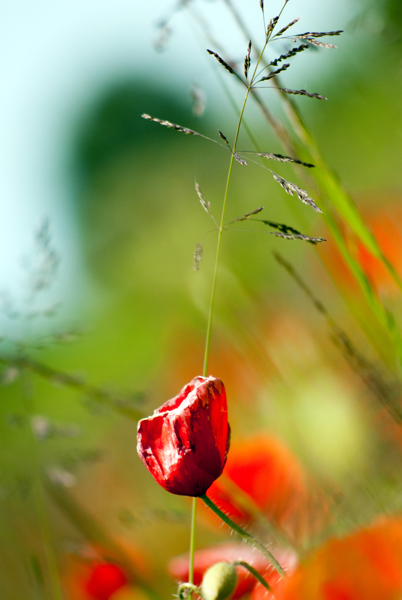 Nikon D80 + AF Nikkor 70-210mm f/4-5.6 sample photo. Coquelicot1 photography