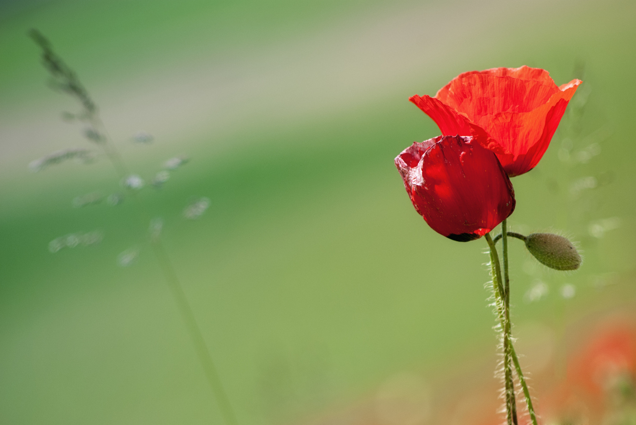 Nikon D80 + AF Nikkor 70-210mm f/4-5.6 sample photo. Coquelicot2 photography