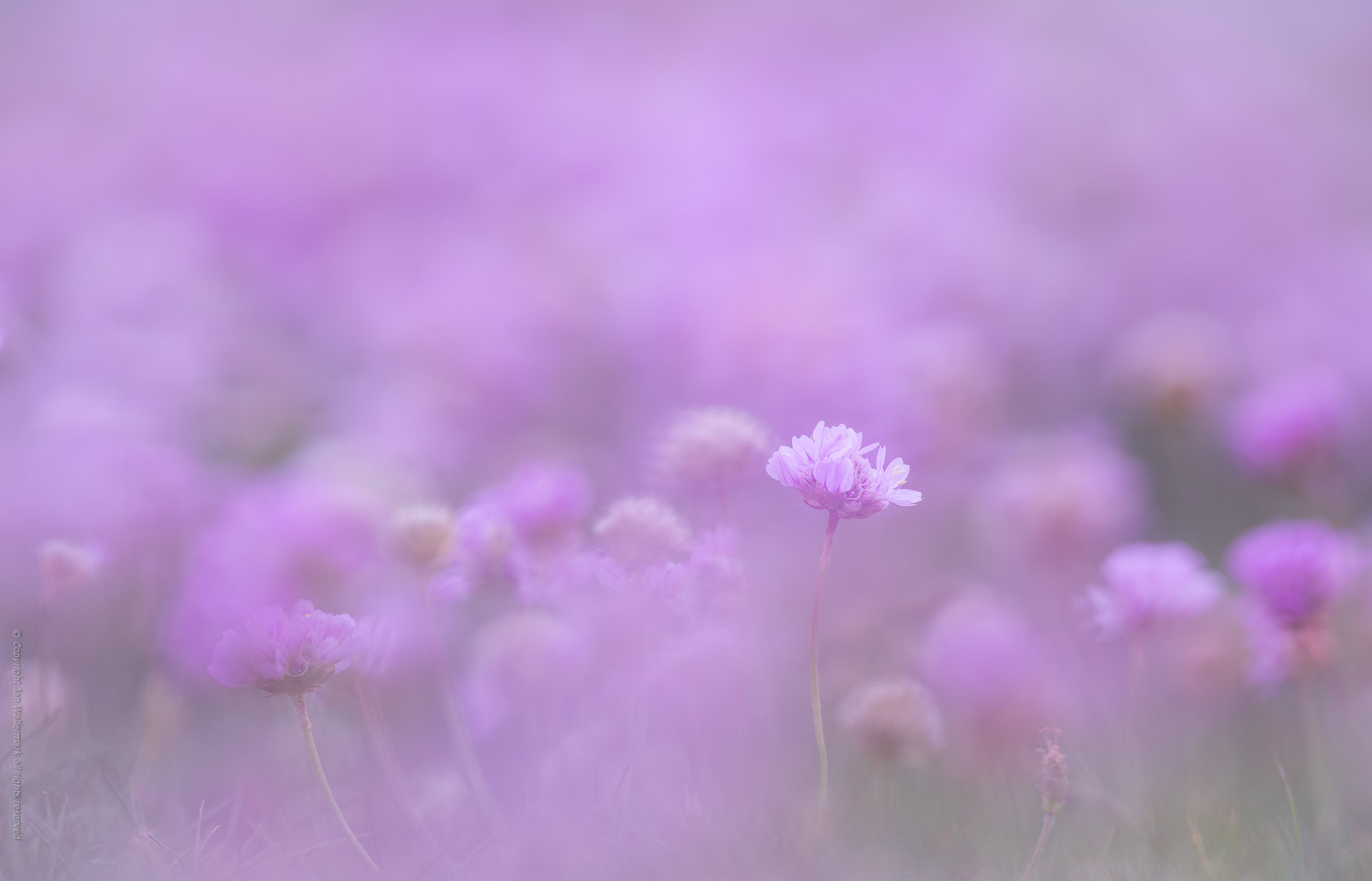 Nikon AF-S Nikkor 400mm F2.8E FL ED VR sample photo. Pink heaven photography