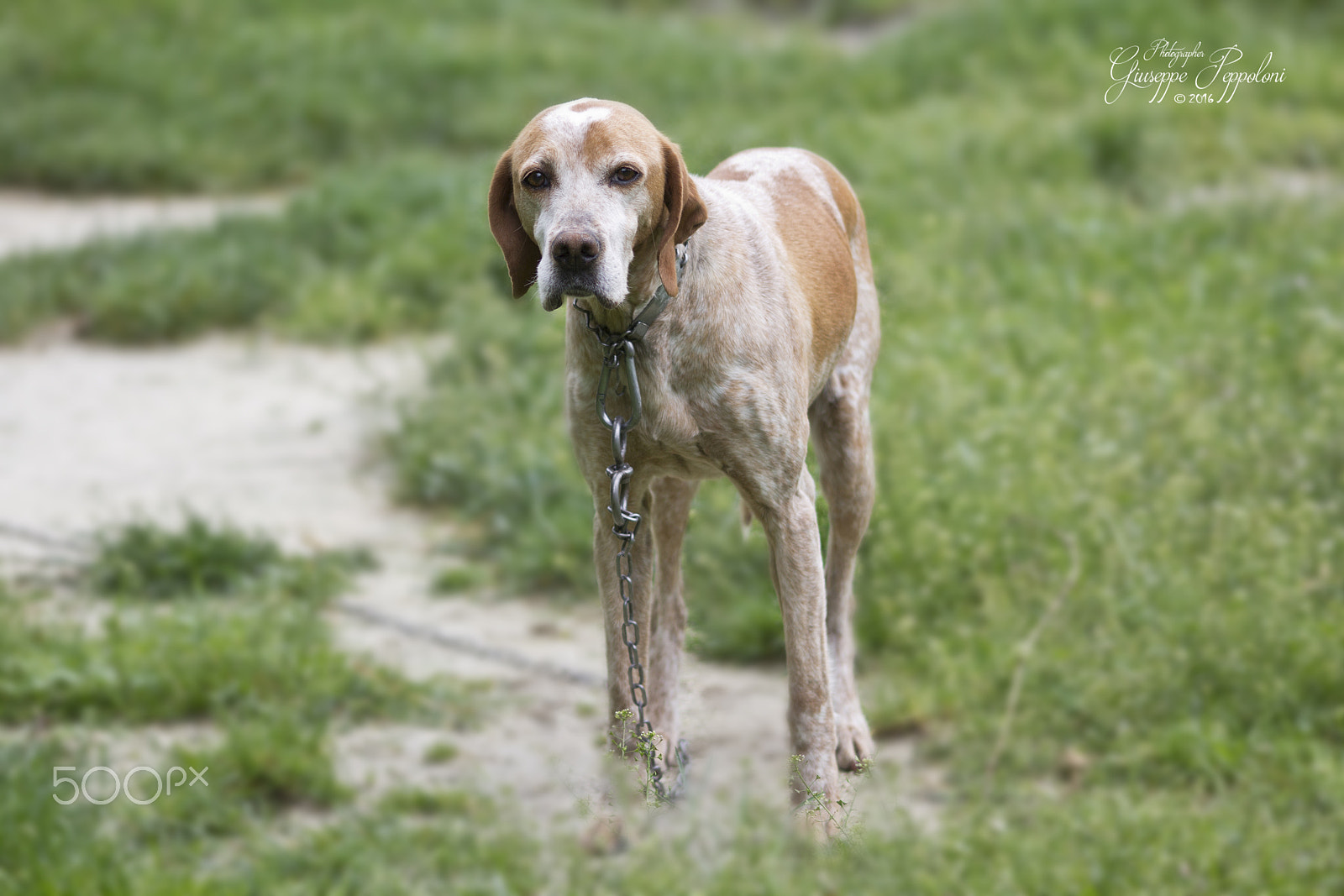 Canon EOS 60D + Sigma 105mm F2.8 EX DG Macro sample photo. Dog photography