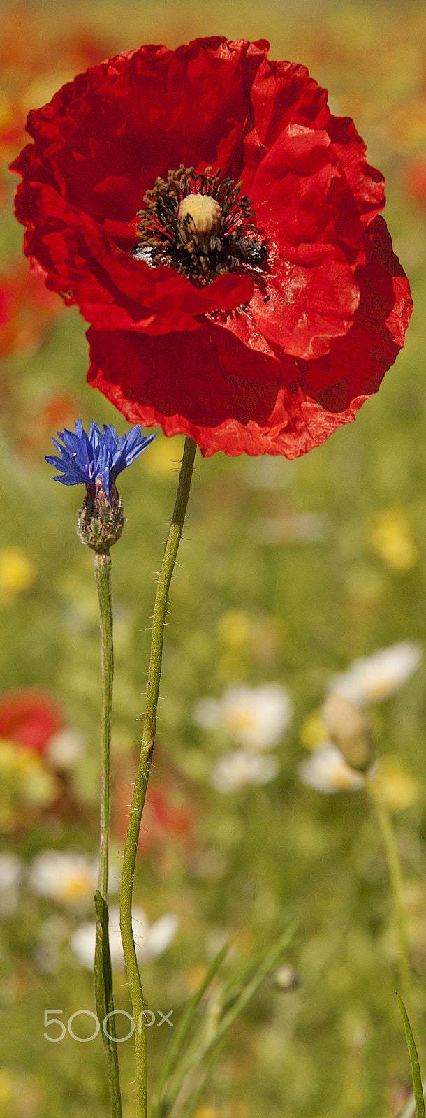 Sigma 17-70mm F2.8-4 DC Macro OS HSM sample photo. Summer bookmark photography