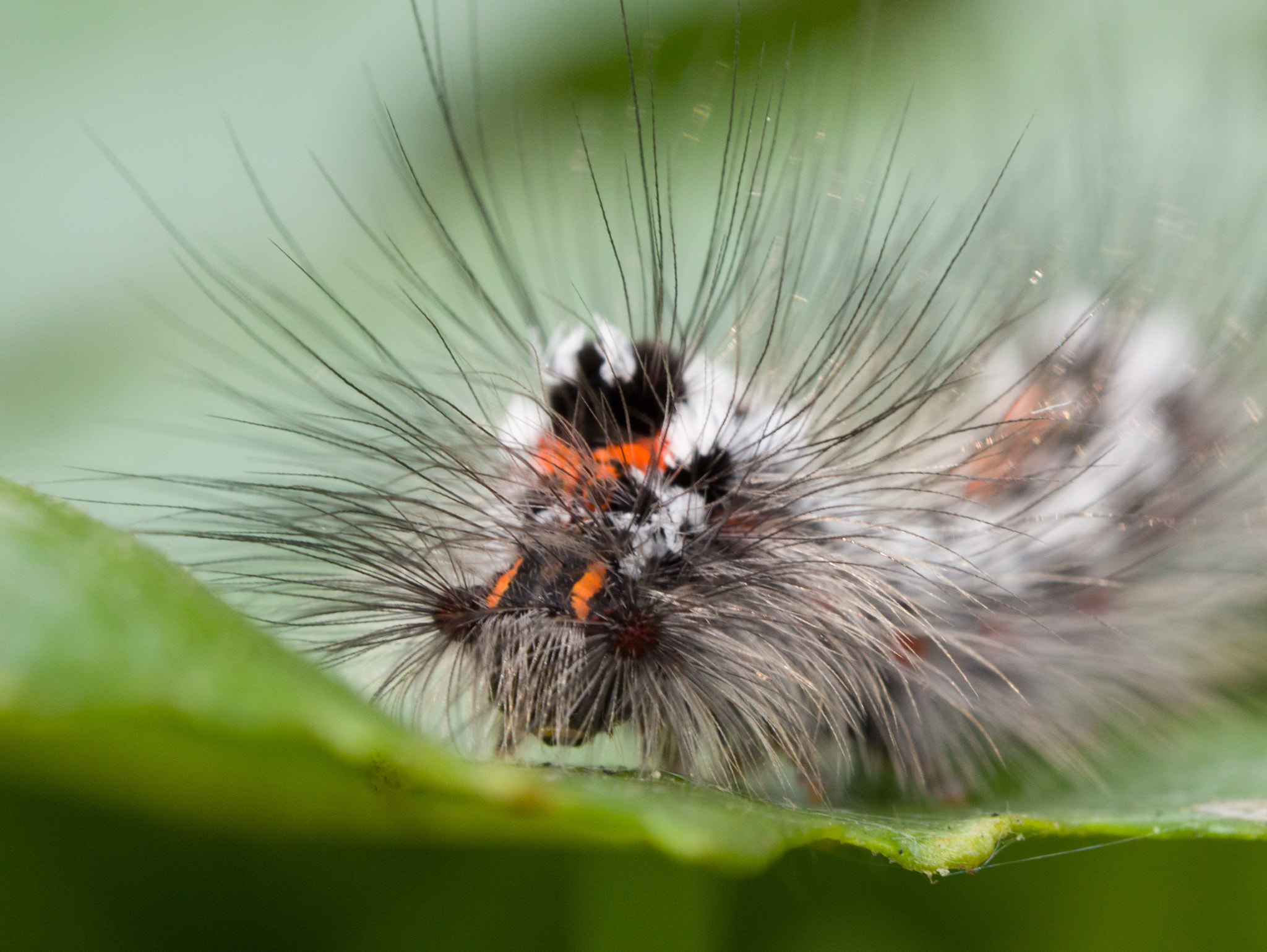 Panasonic Lumix DMC-GH4 + Olympus M.Zuiko Digital ED 60mm F2.8 Macro sample photo. Caterpillar, furry thing photography