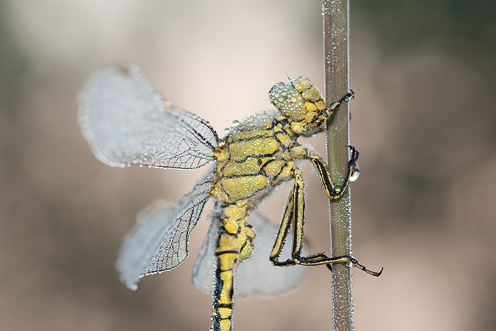 Sony Alpha DSLR-A700 + Tamron SP AF 90mm F2.8 Di Macro sample photo. Close and wet! photography