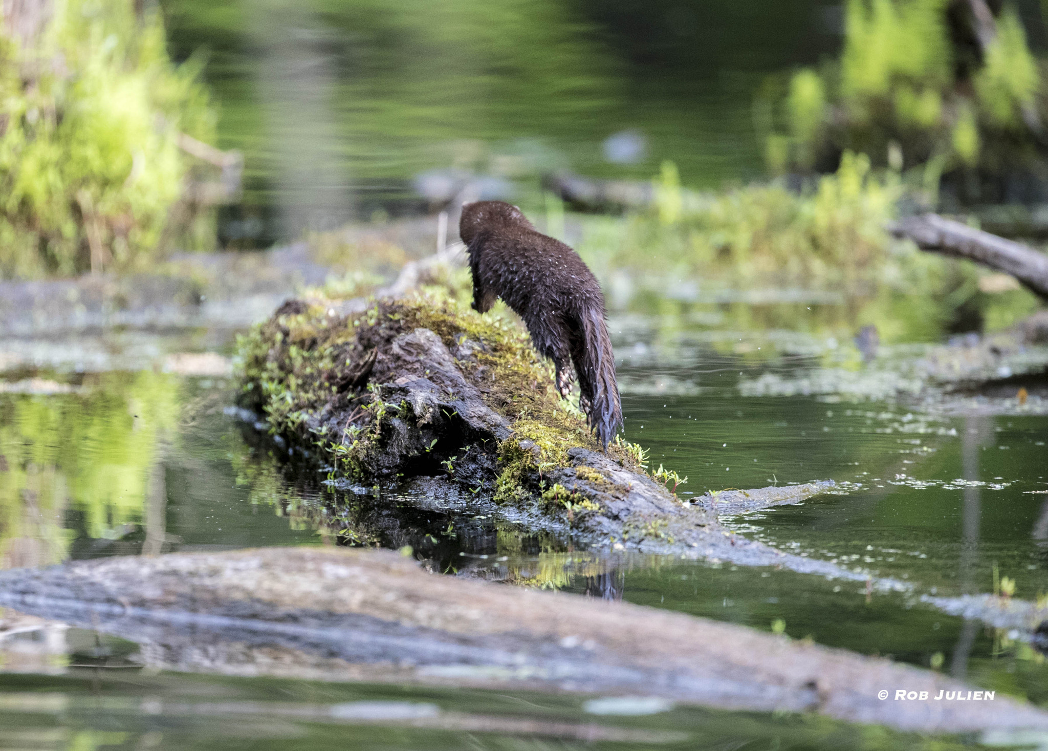 Canon EF 200-400mm F4L IS USM Extender 1.4x sample photo. Madame mink photography