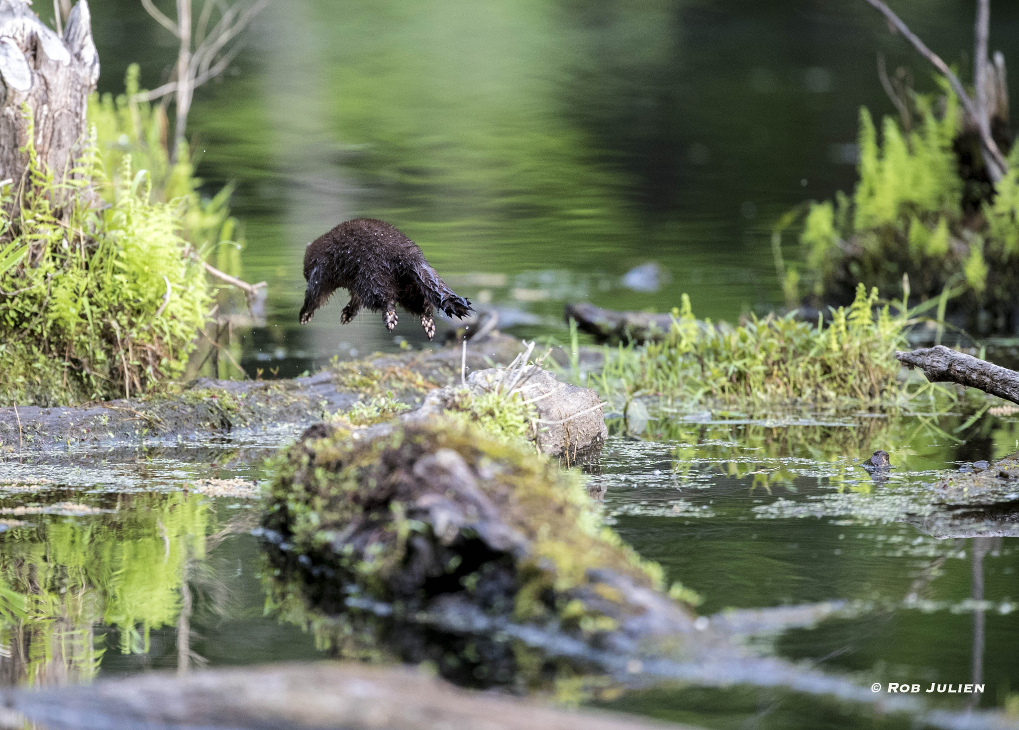 Canon EF 200-400mm F4L IS USM Extender 1.4x sample photo. Madame mink photography