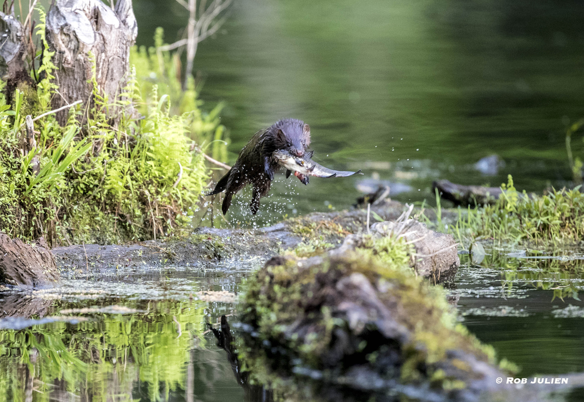 Canon EF 200-400mm F4L IS USM Extender 1.4x sample photo. Madame mink photography